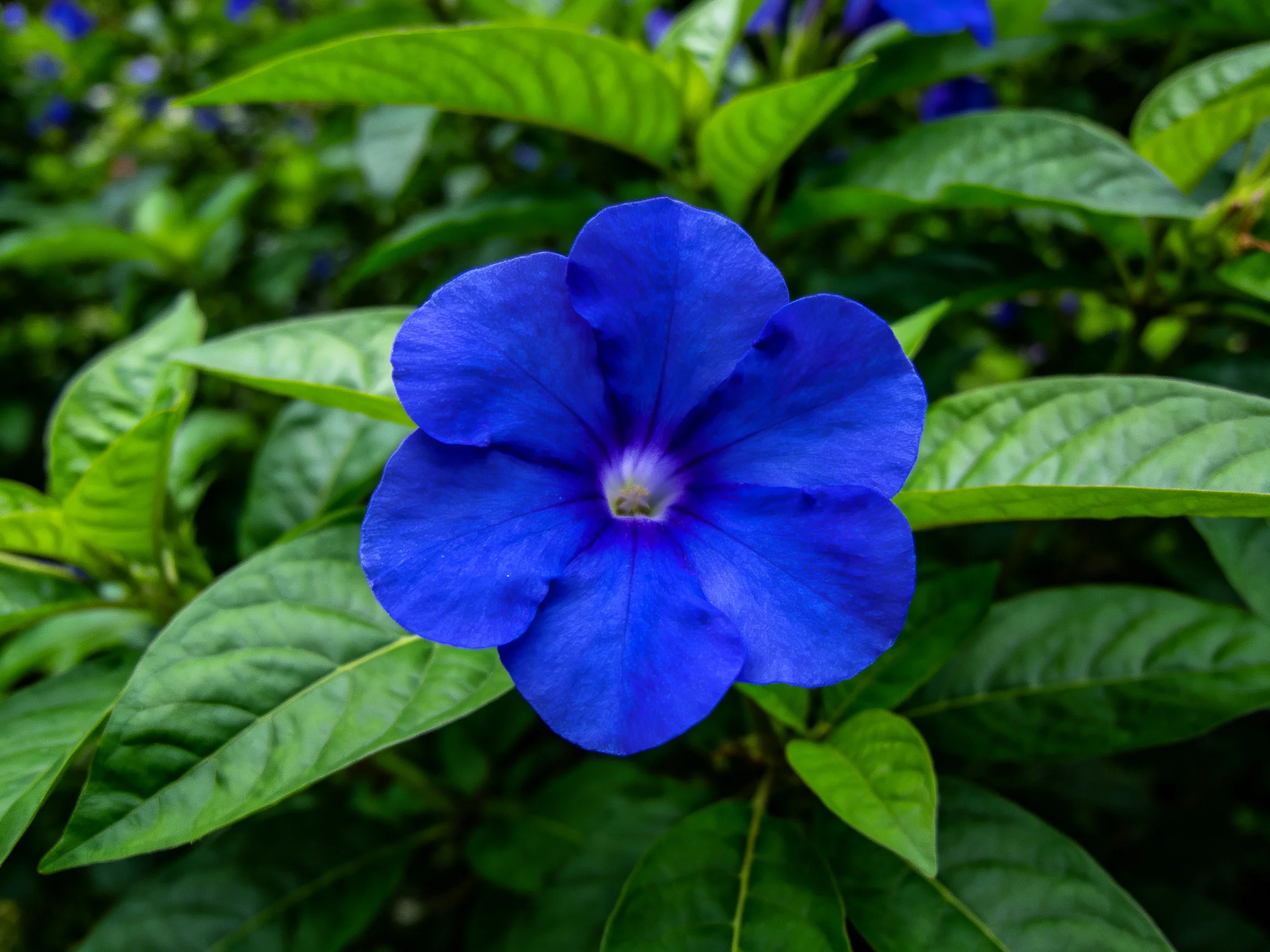 A vibrant blue flower surrounded by lush green foliage