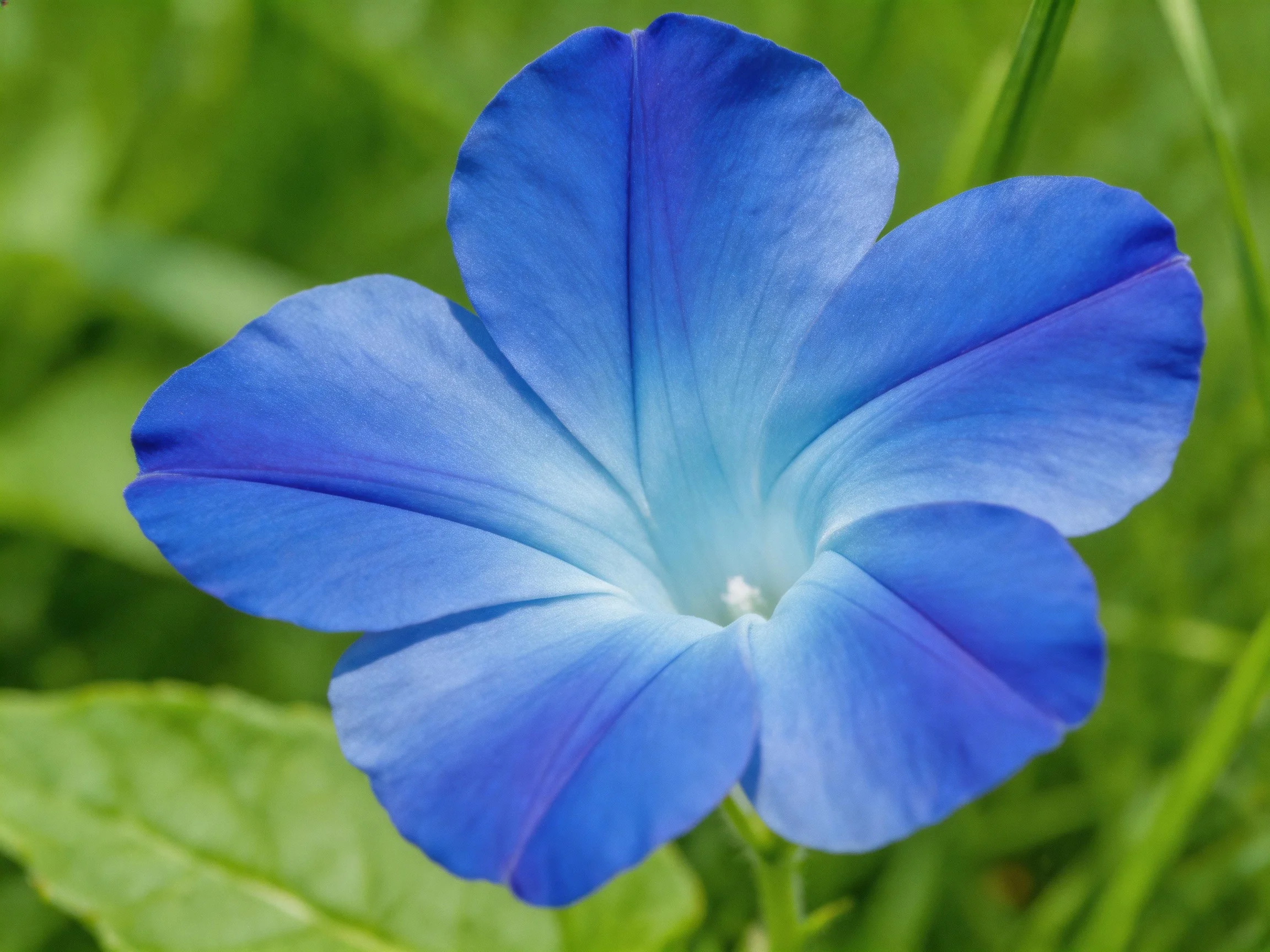 A vibrant blue morning glory flower with soft petals