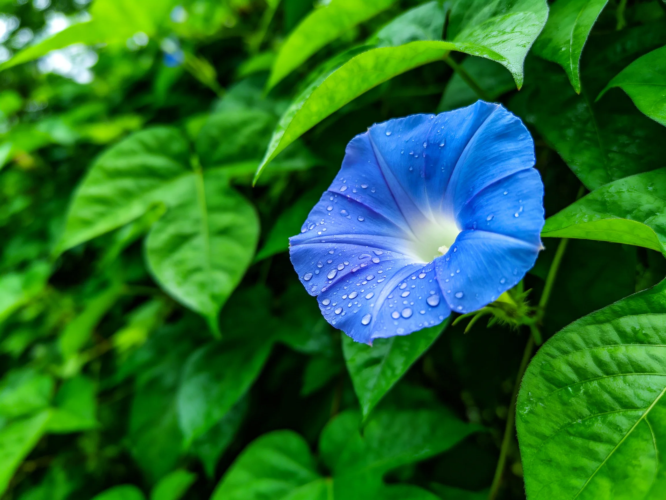 A vibrant blue morning glory with dewdrops amid lush green foliage
