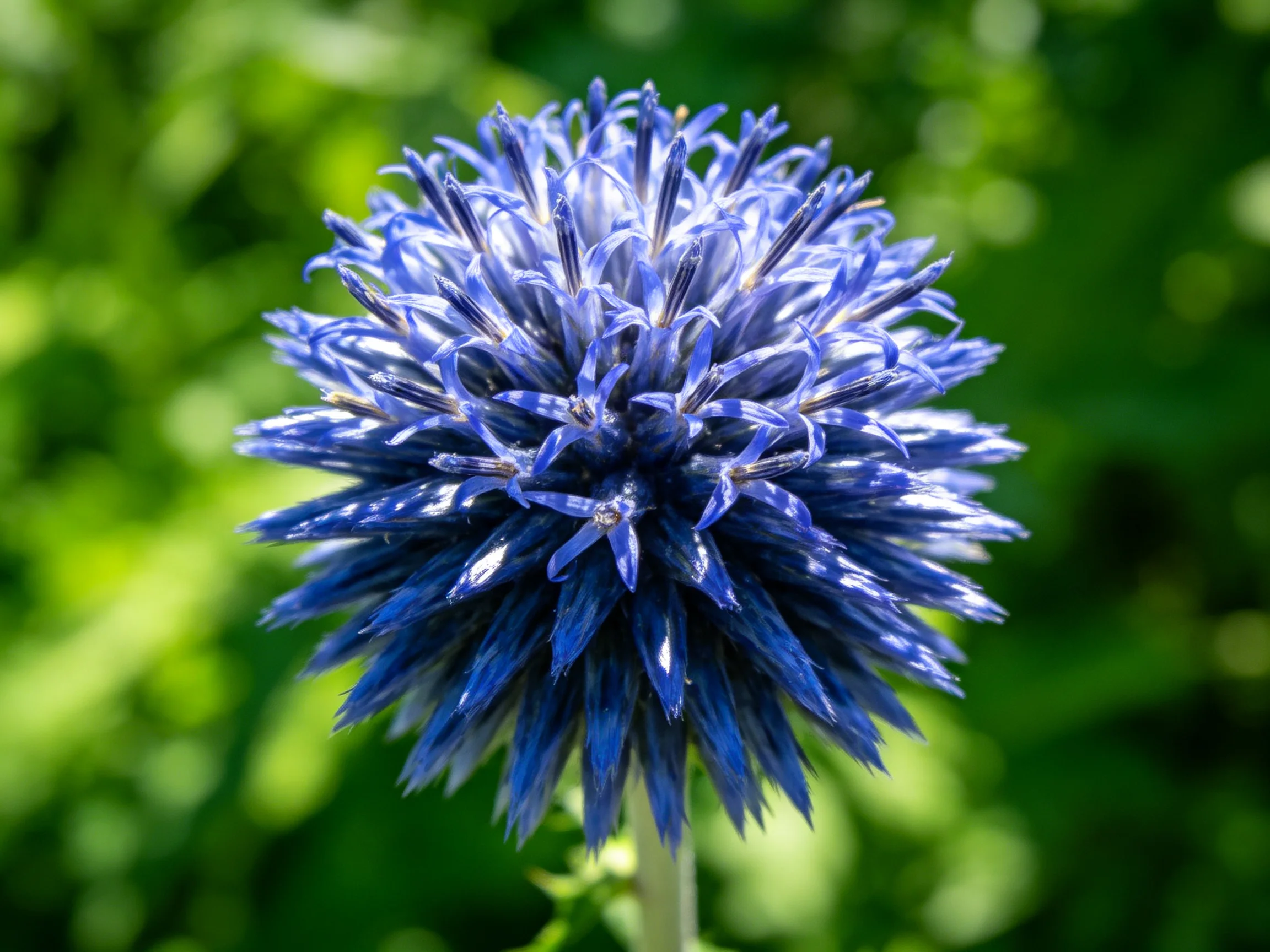 A vibrant blue spherical flower with dense petal arrangement