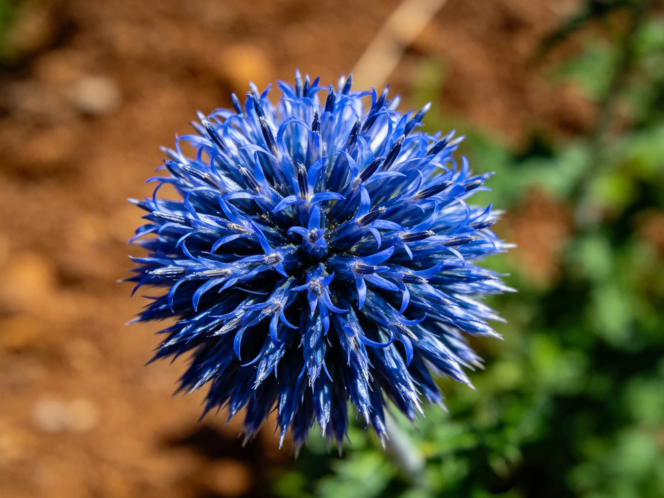 A vibrant blue spherical flower with spiky petals against an earthy backdrop