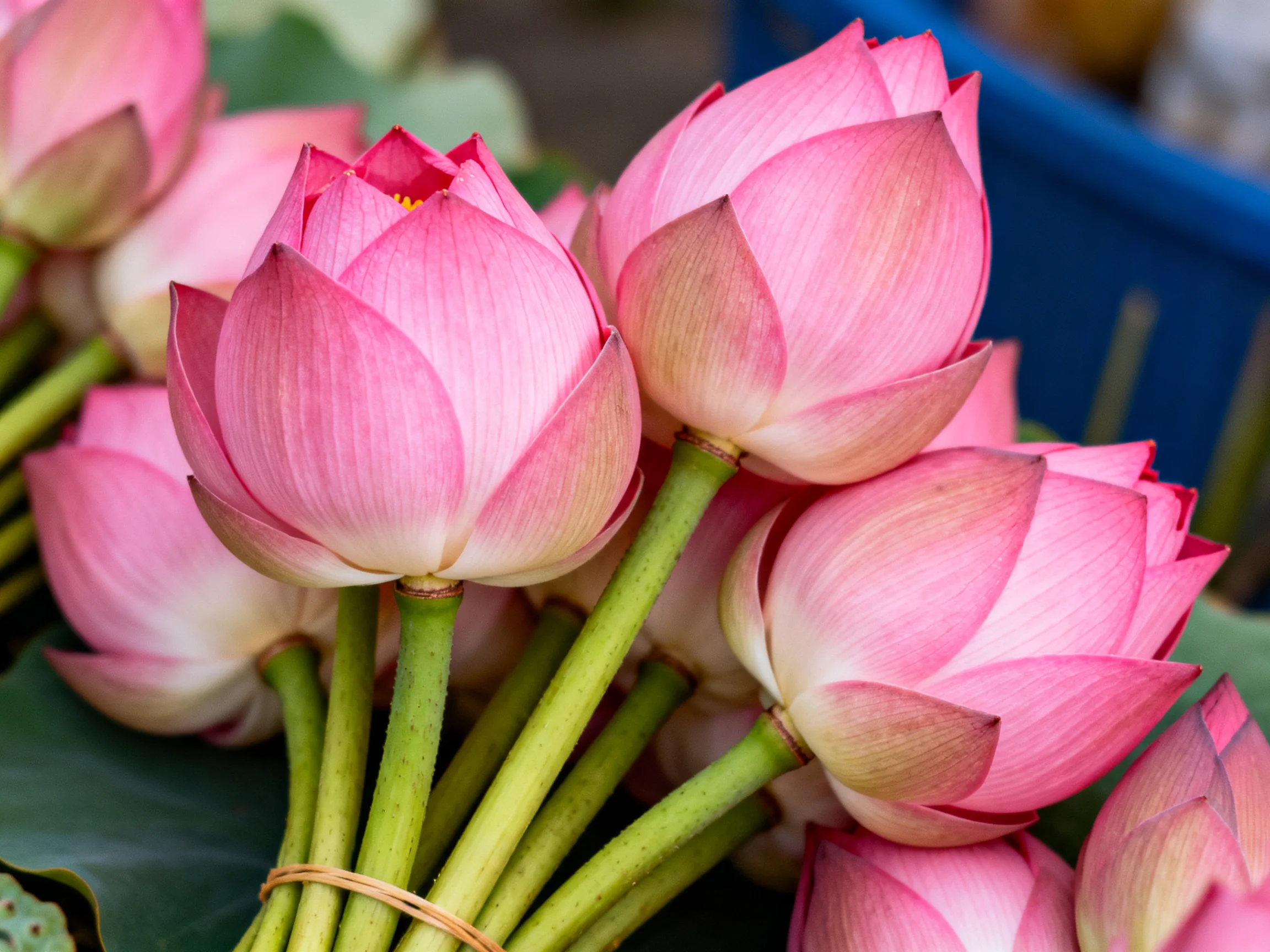 A vibrant cluster of pink lotus buds with green stems