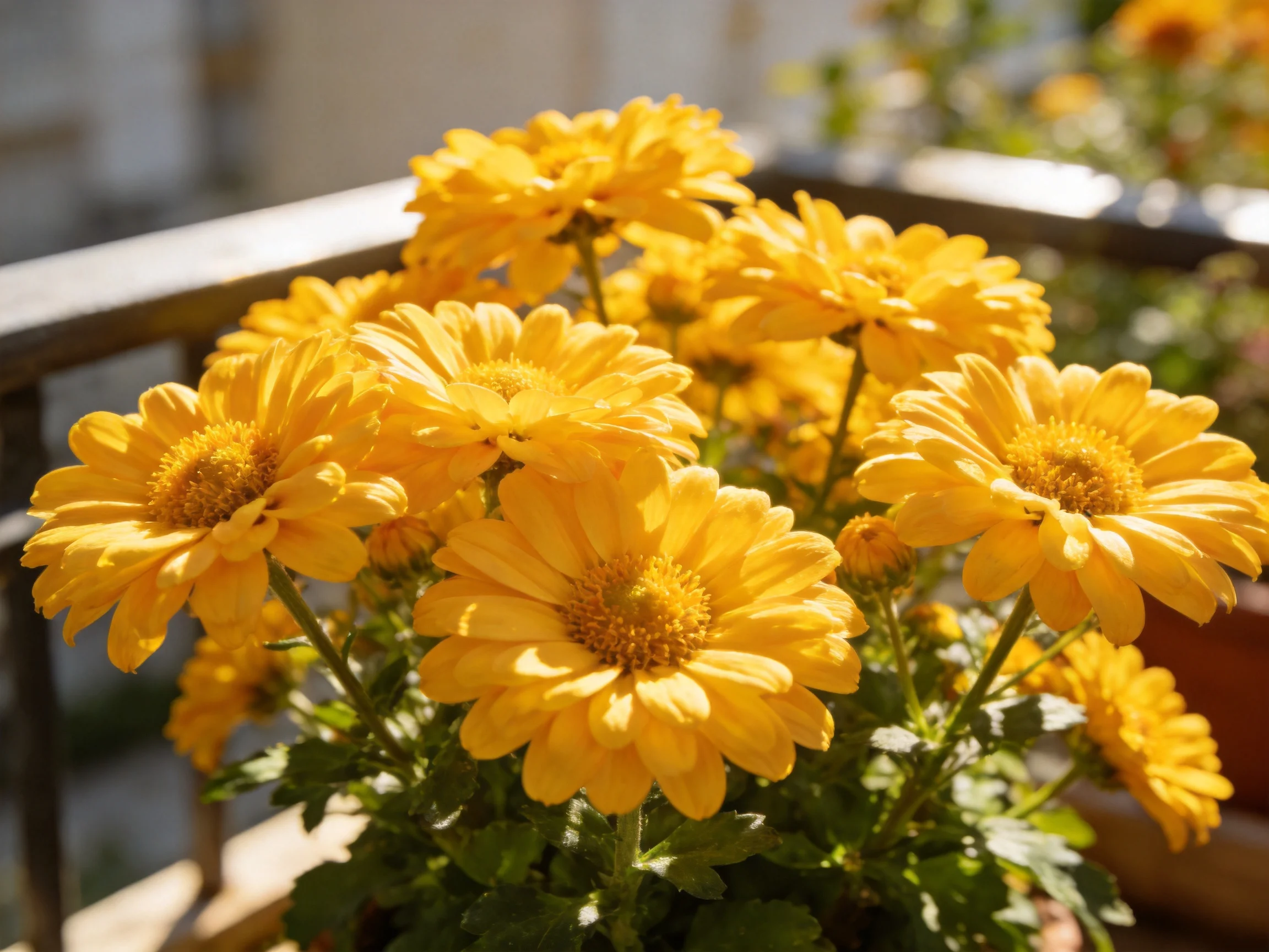 A vibrant cluster of yellow chrysanthemums in bright sunlight