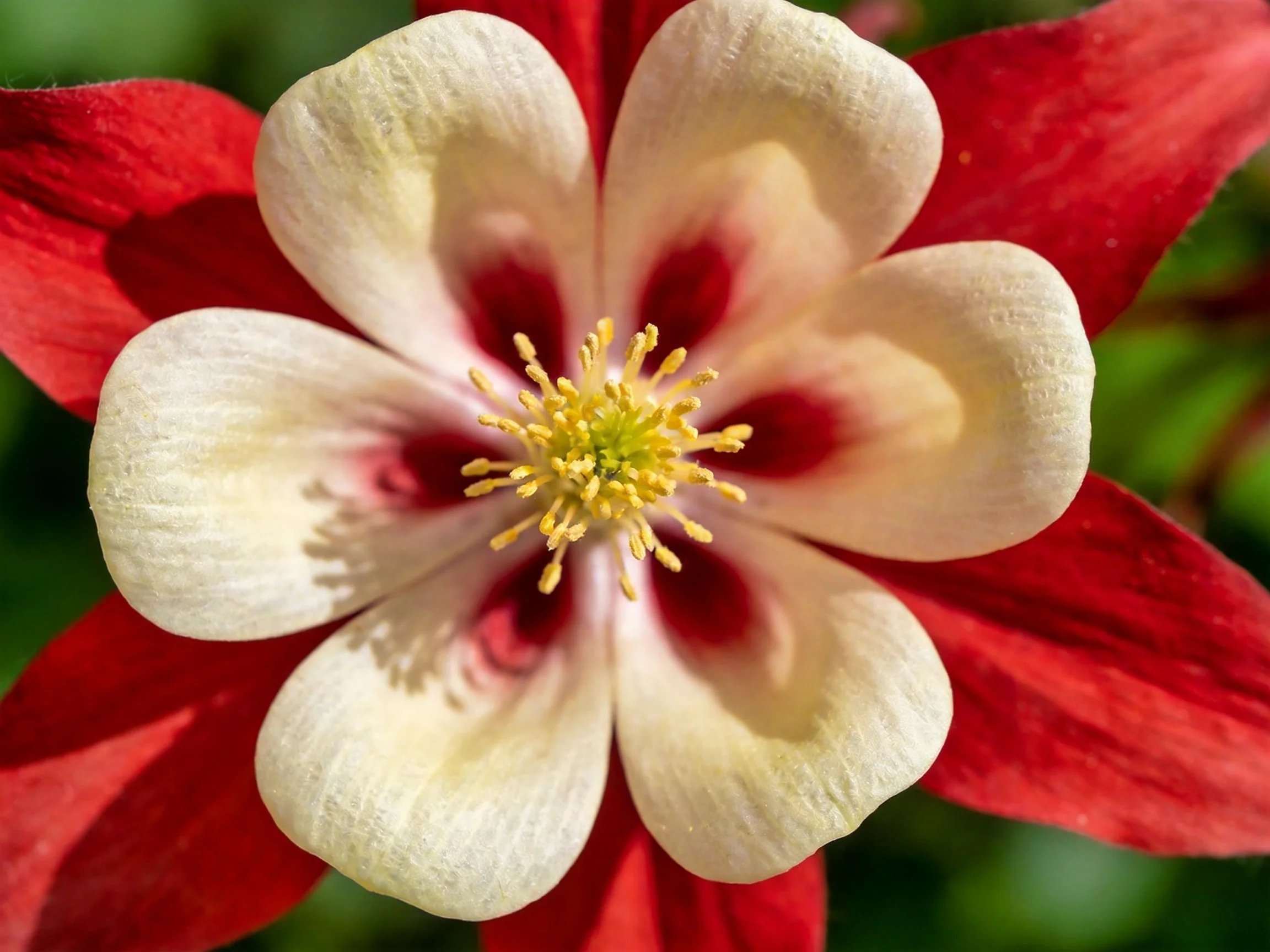 A vibrant columbine flower with red and cream petals