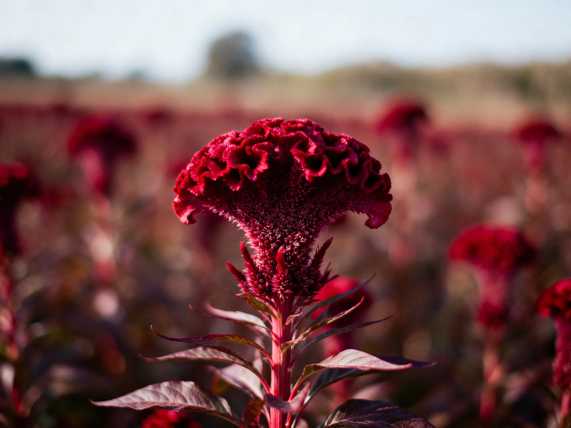 A vibrant crimson cockscomb flower stands out among blurred blooms