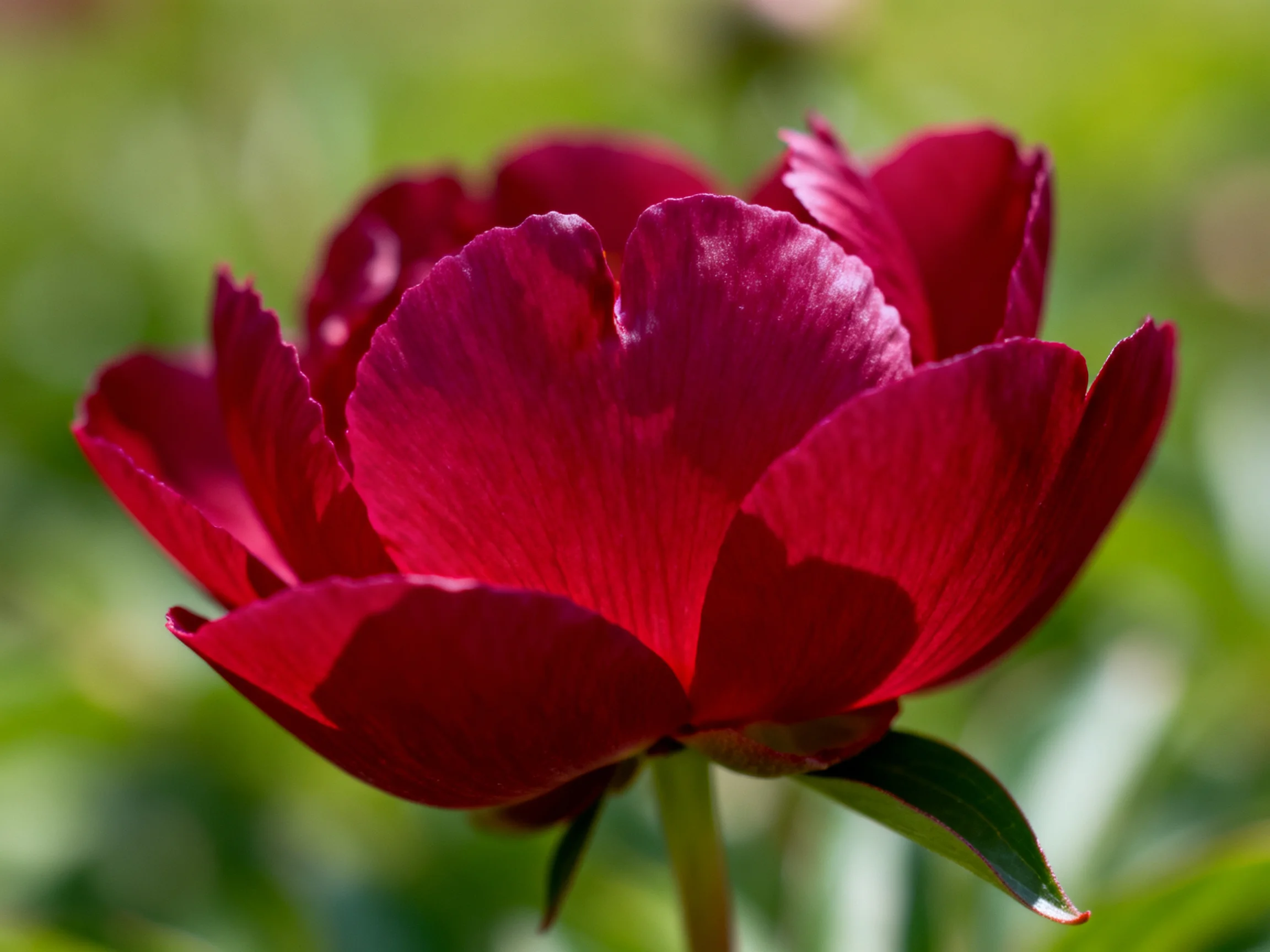 A vibrant crimson peony in full bloom against a soft green backdrop