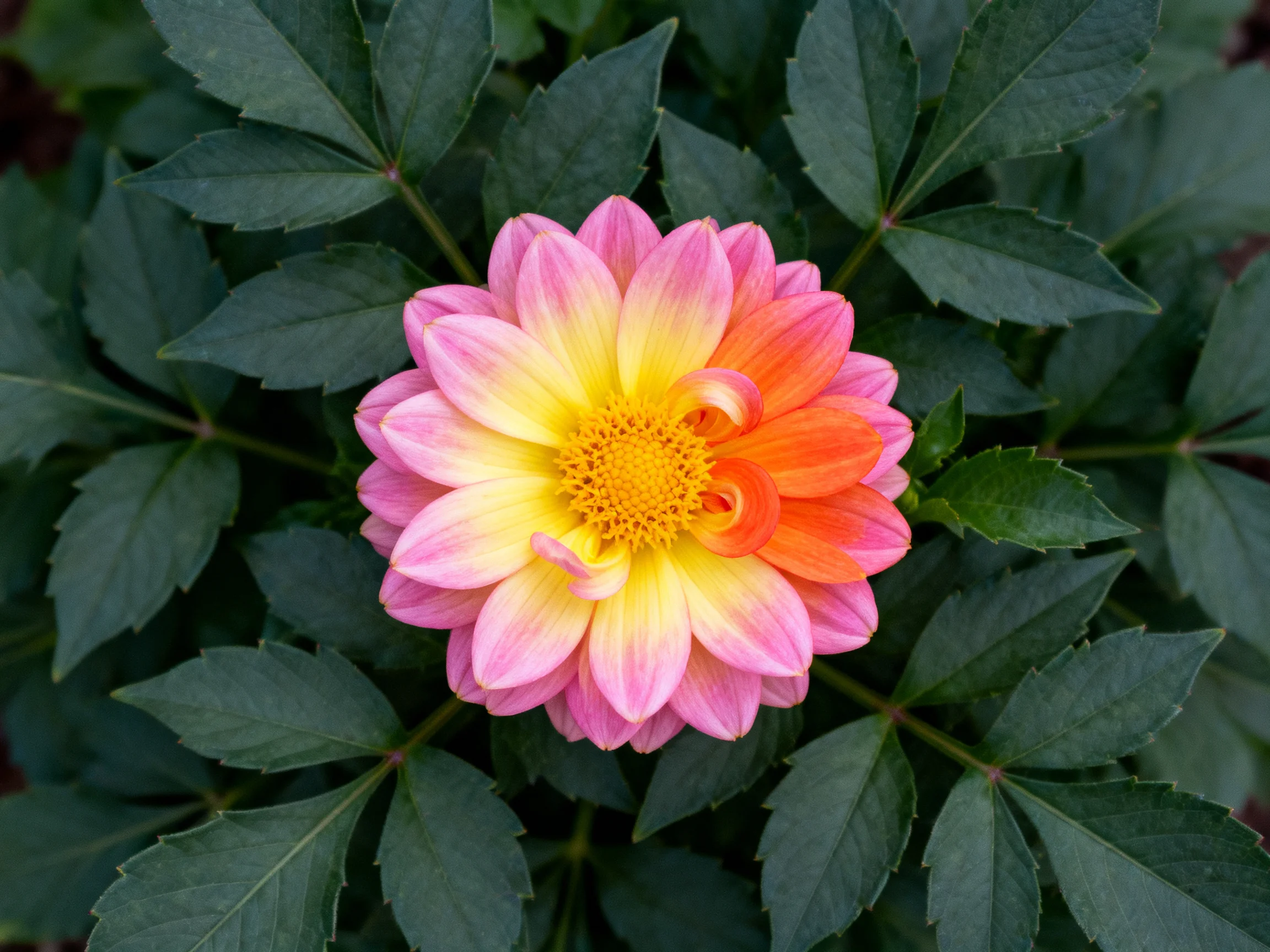 A vibrant dahlia with pink, yellow, and orange petals among dark green leaves