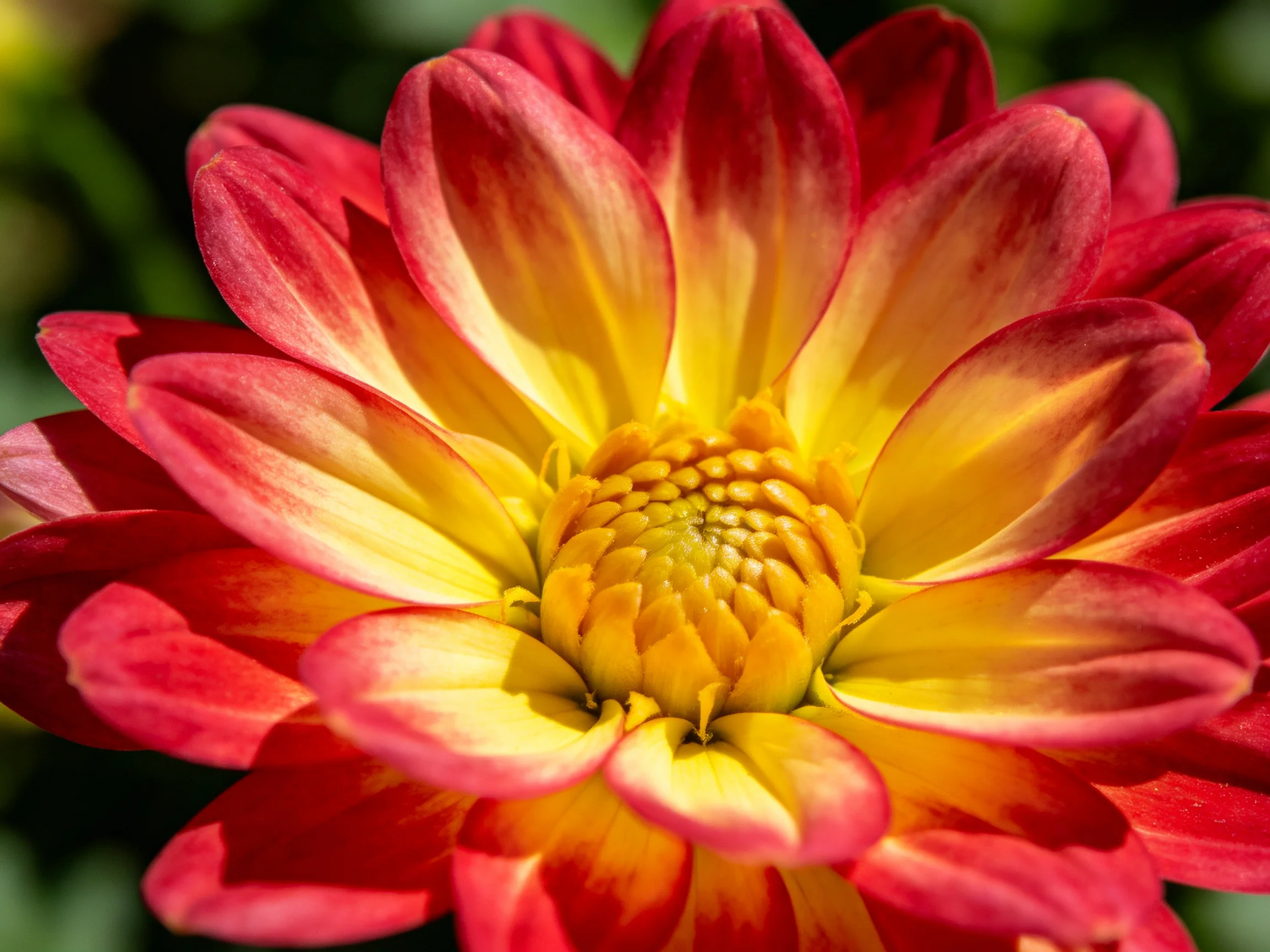 A vibrant dahlia with red and yellow petal gradients