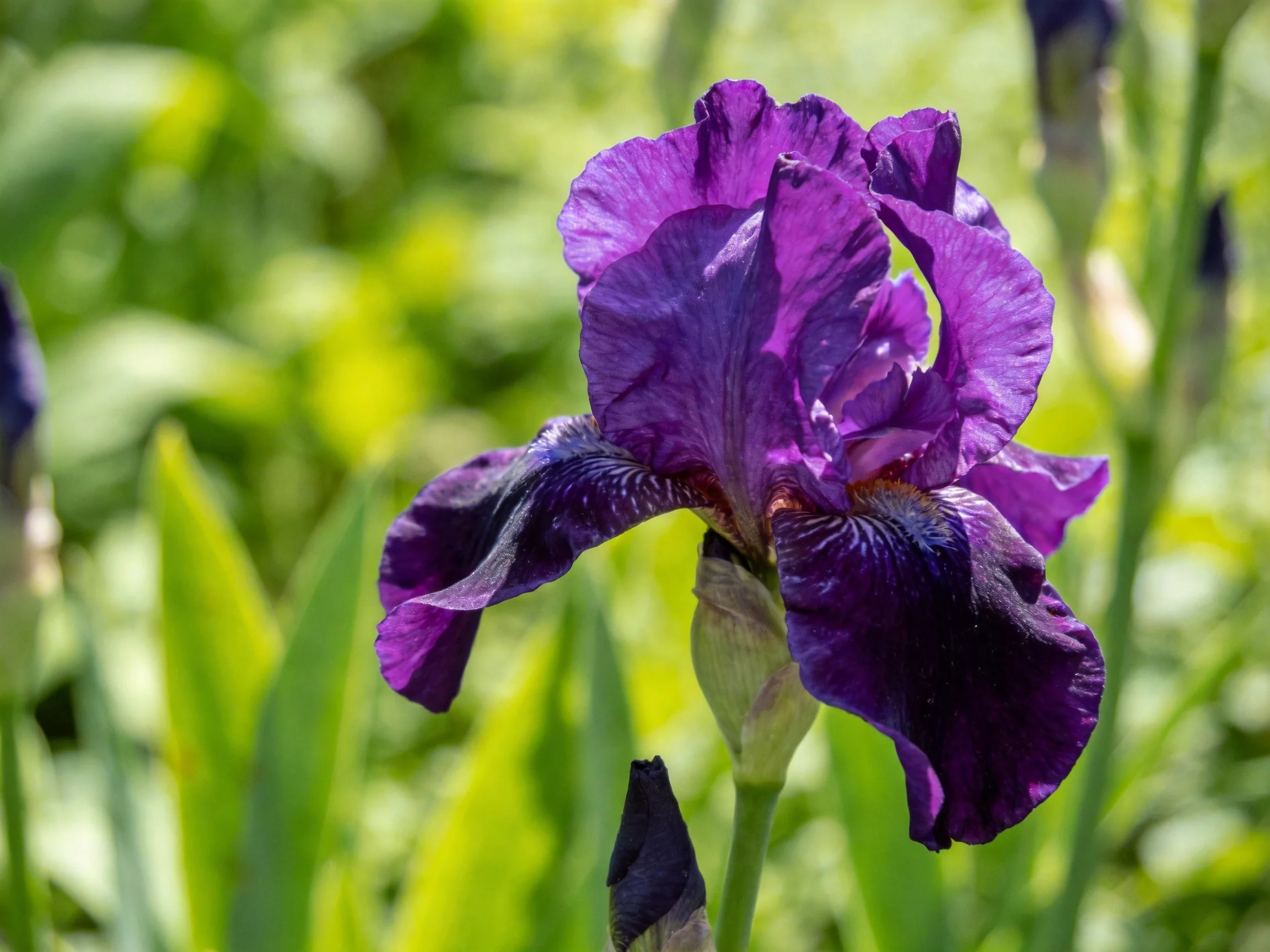 A vibrant deep purple iris blooms amid lush green foliage