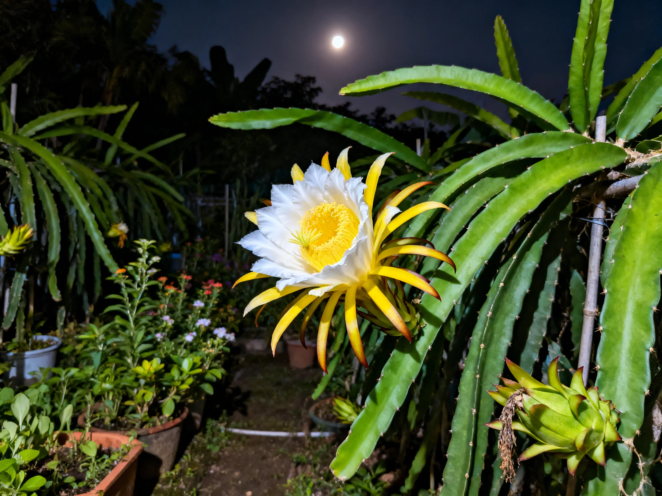 A vibrant dragon fruit flower blooms under a bright moonlit sky