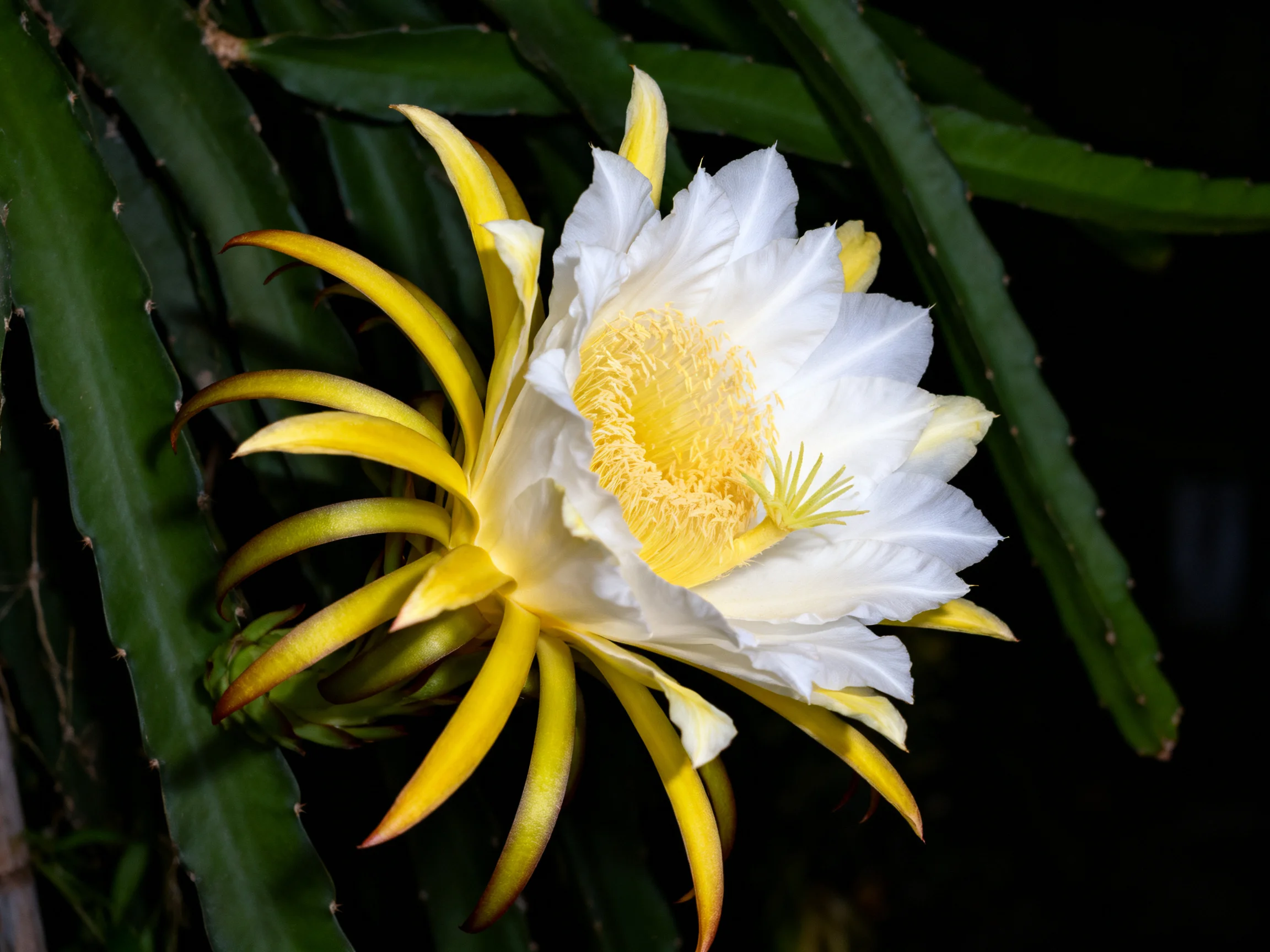 A vibrant dragon fruit flower blooms with white petals and yellow stamens