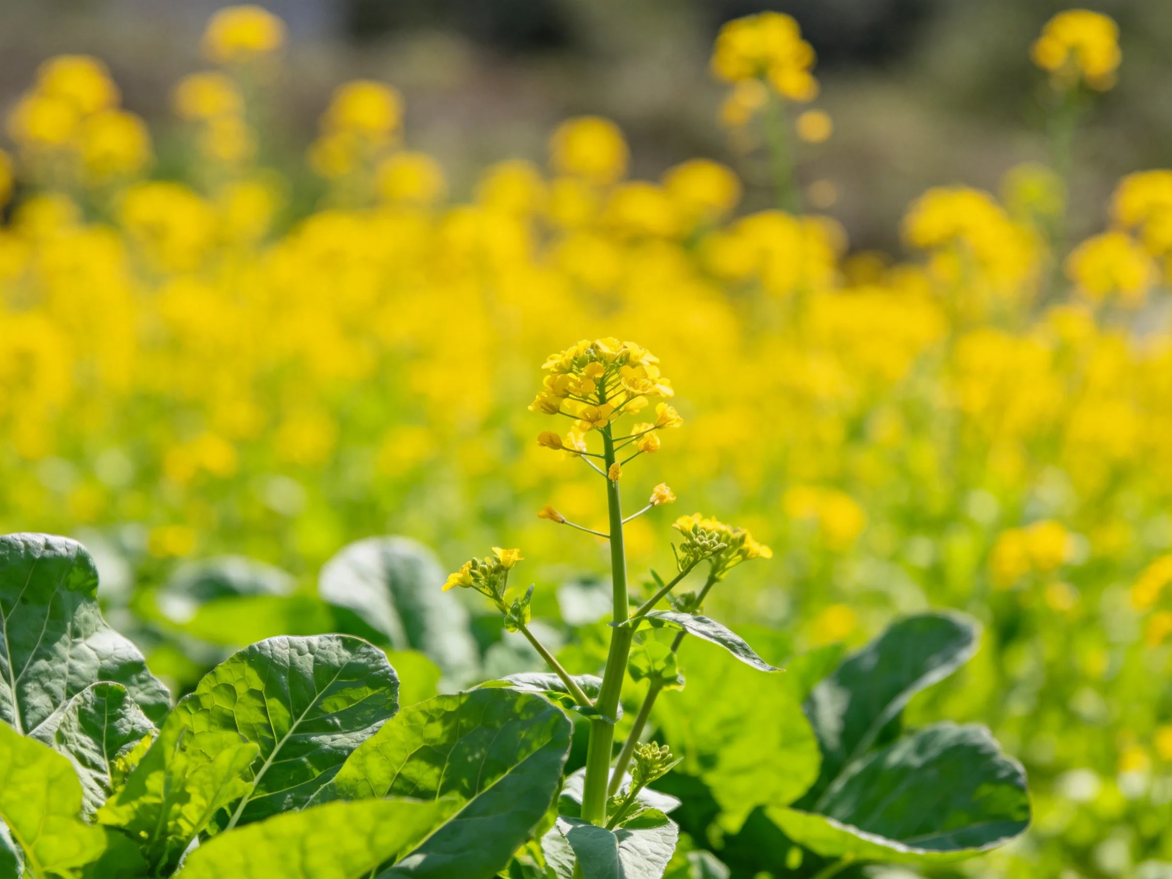 A vibrant field of yellow rapeseed flowers with lush green foliage
