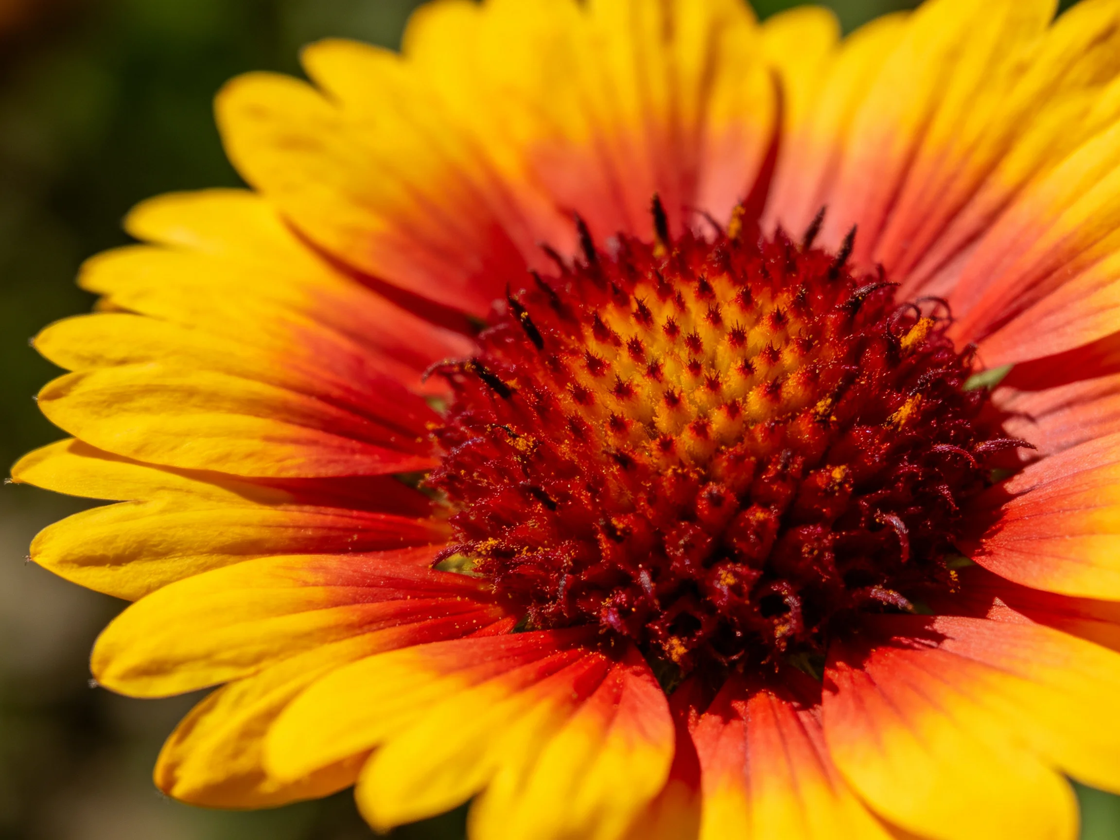 A vibrant flower with yellow petals and red central core