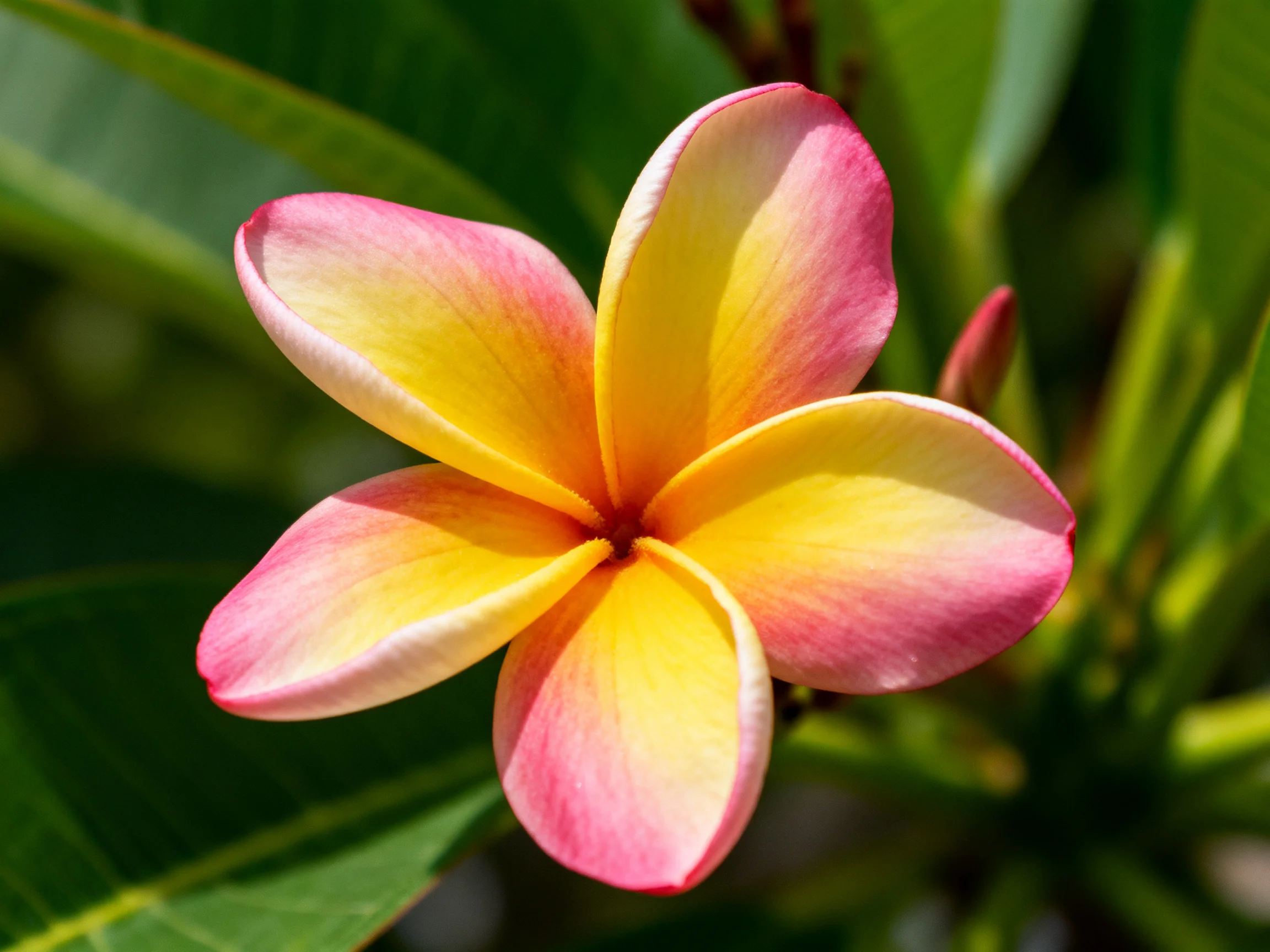 A vibrant frangipani flower with pink and yellow petals amid green leaves