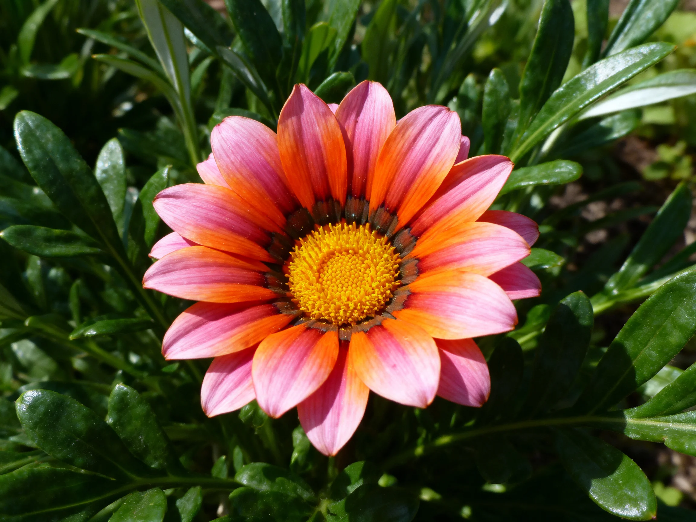 A vibrant gazania flower with pink-orange petals and yellow center