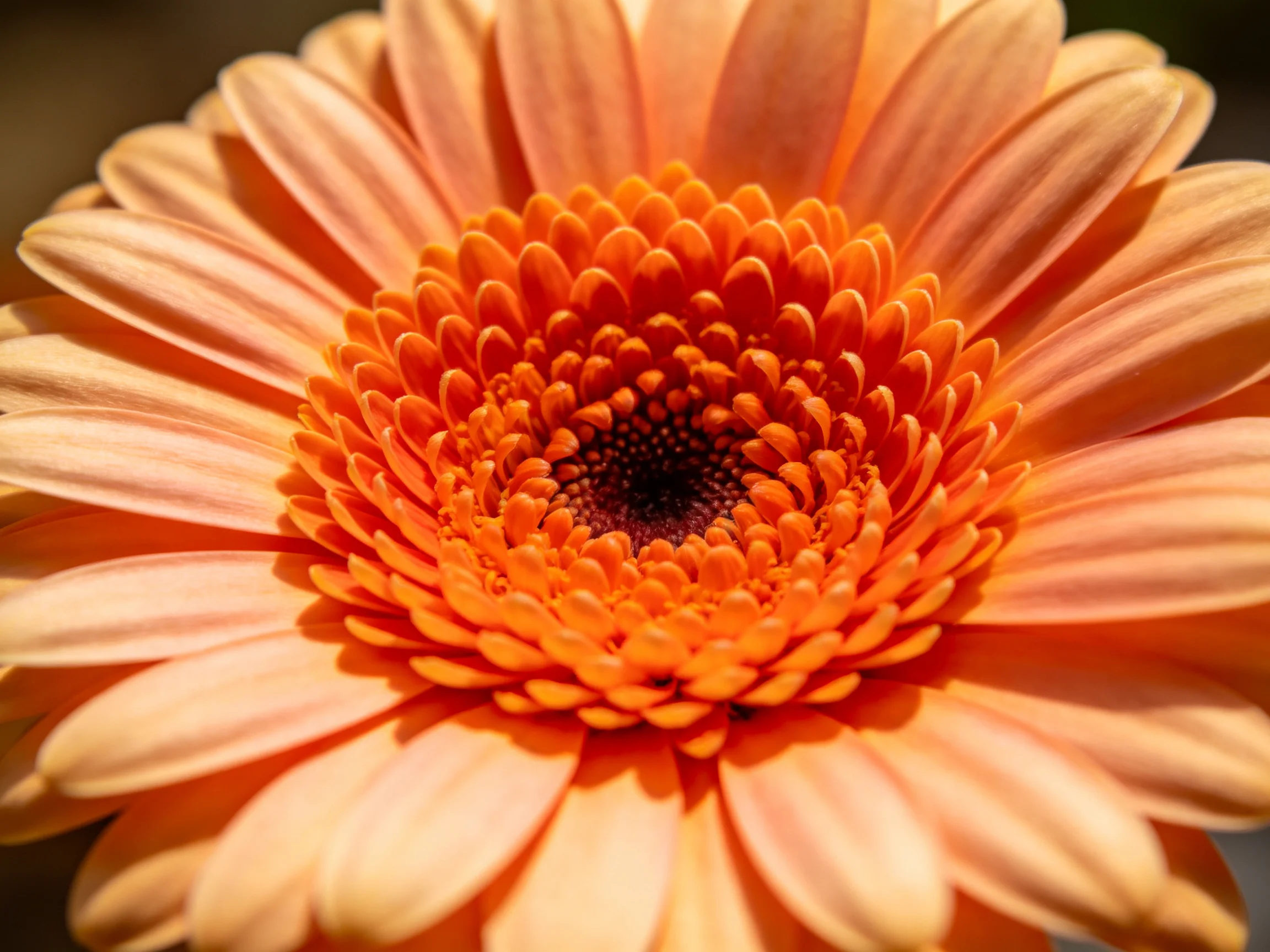 A vibrant gerbera daisy with layered orange and peach petals
