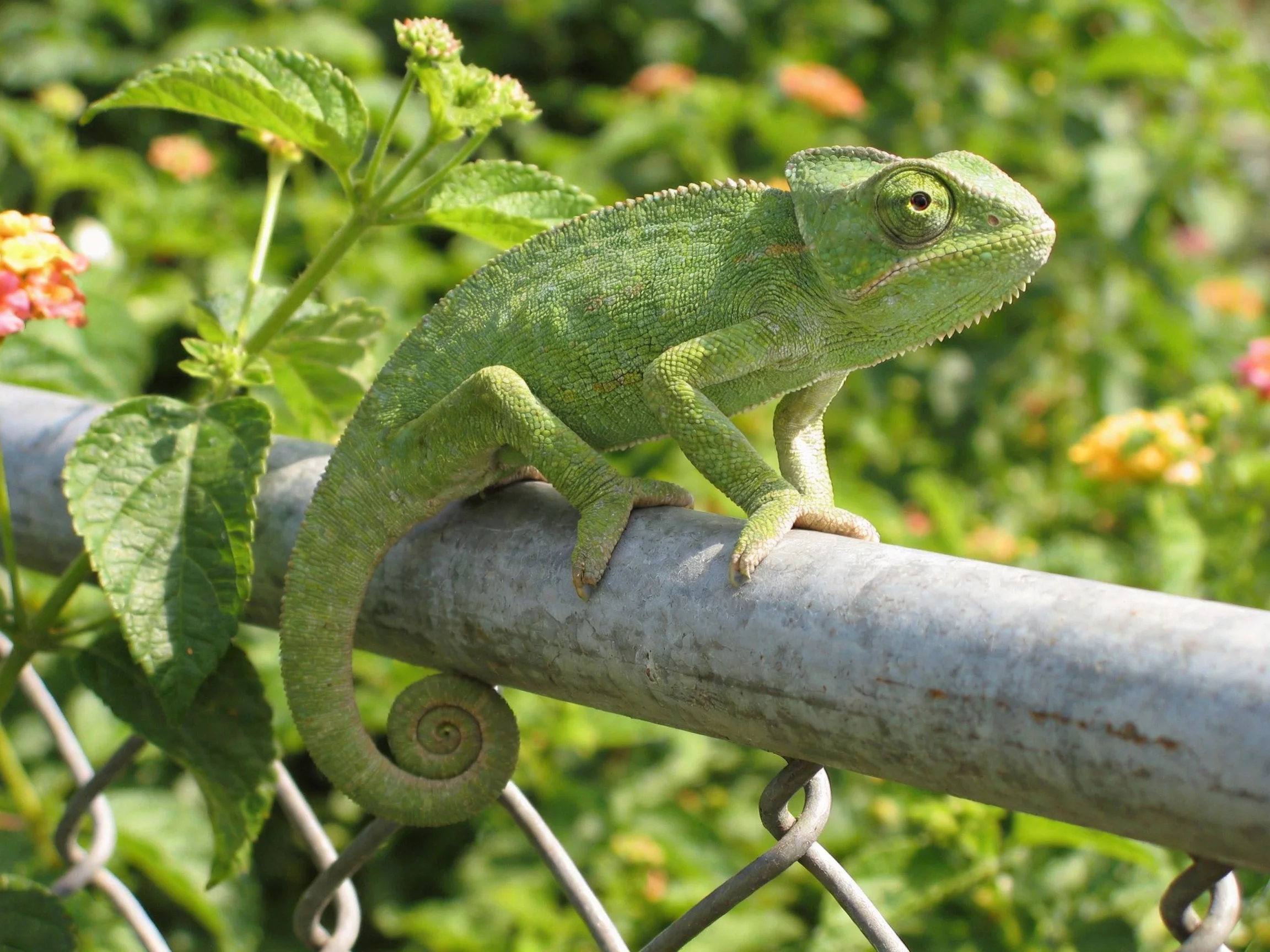 A vibrant green chameleon perched on a metallic fence amidst lush foliage