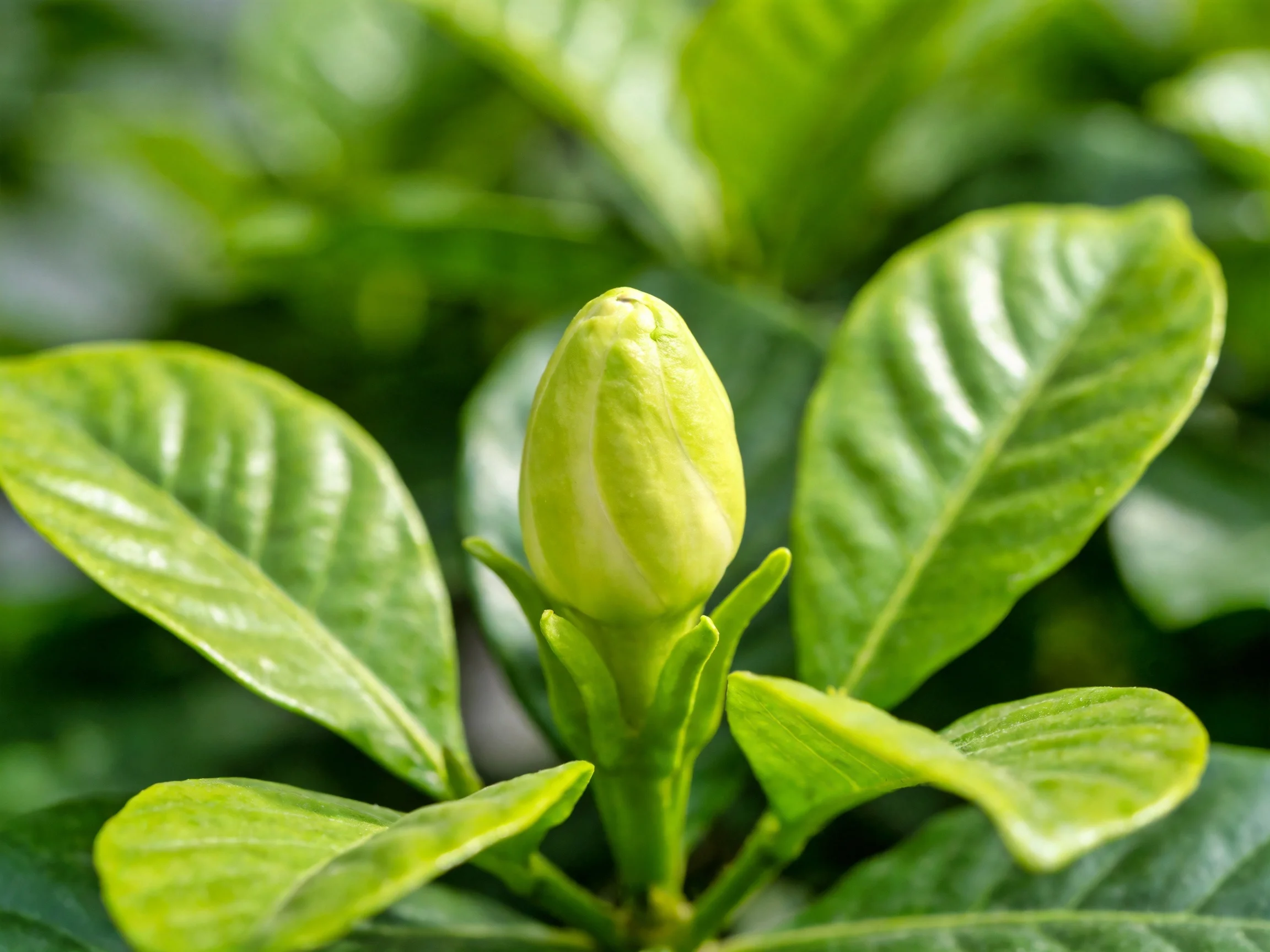 A vibrant green flower bud surrounded by glossy broad leaves
