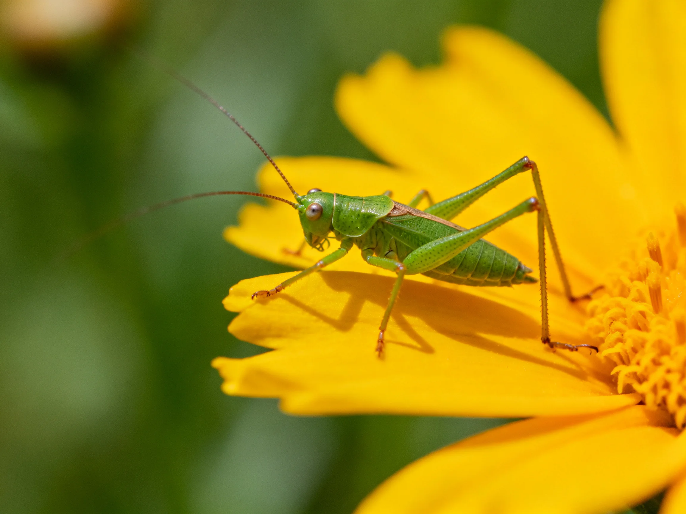 A vibrant green grasshopper perched on a bright yellow flower