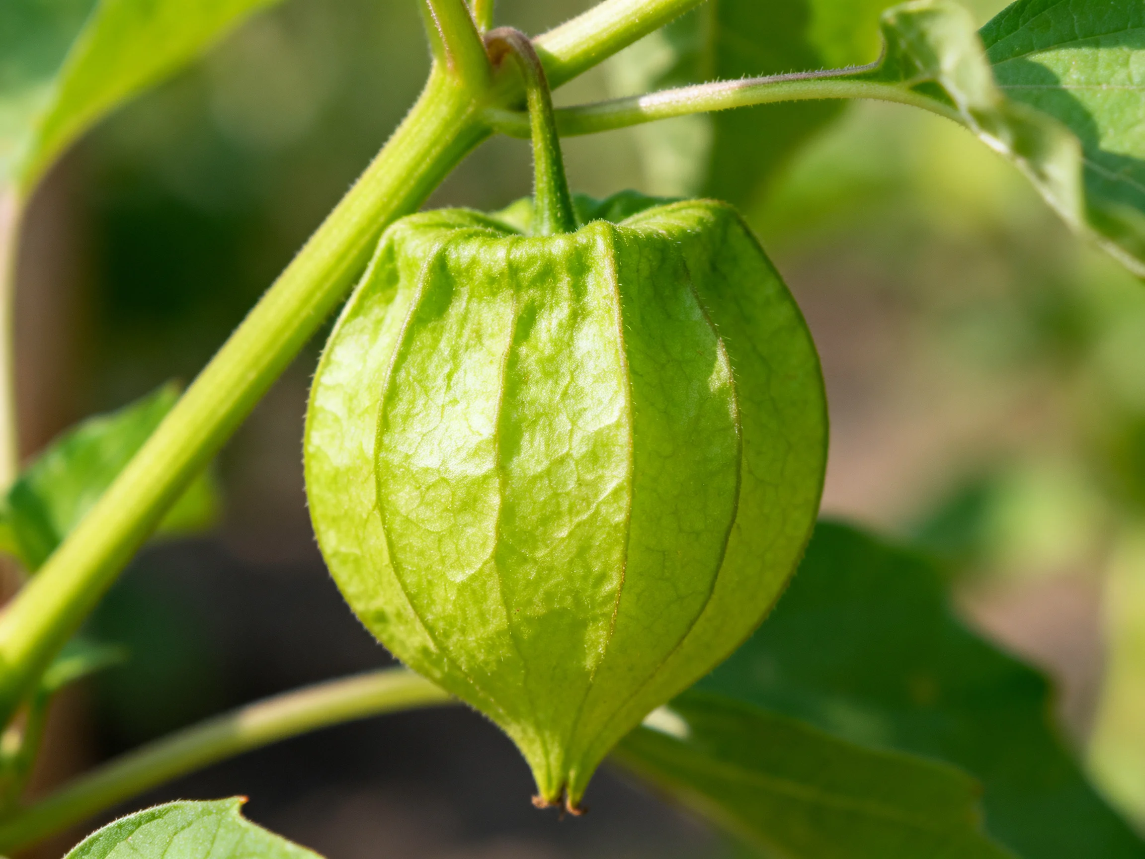 A vibrant green physalis fruit dangles from a plant stem