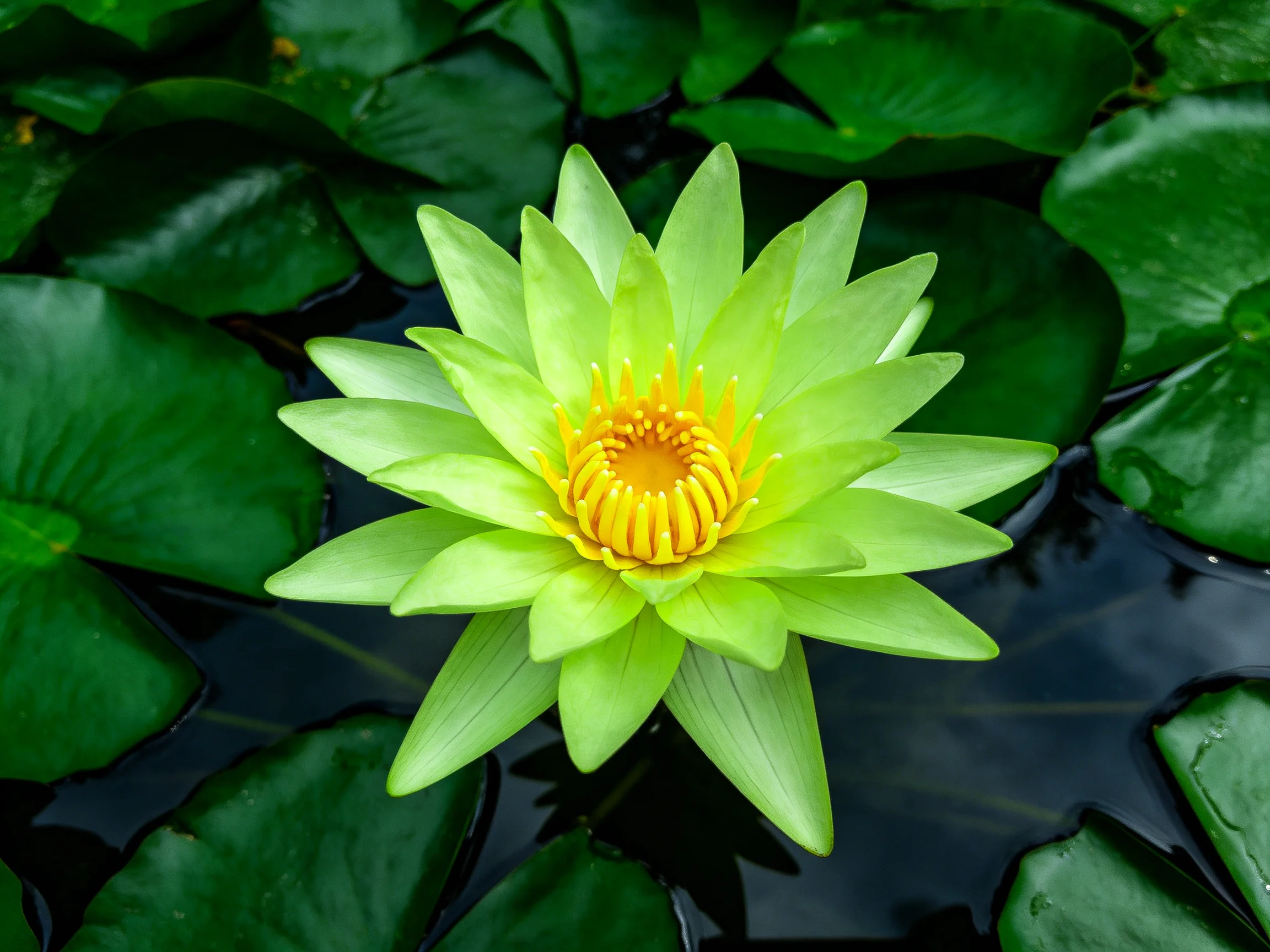 A vibrant green water lily with a golden center amidst glossy green leaves