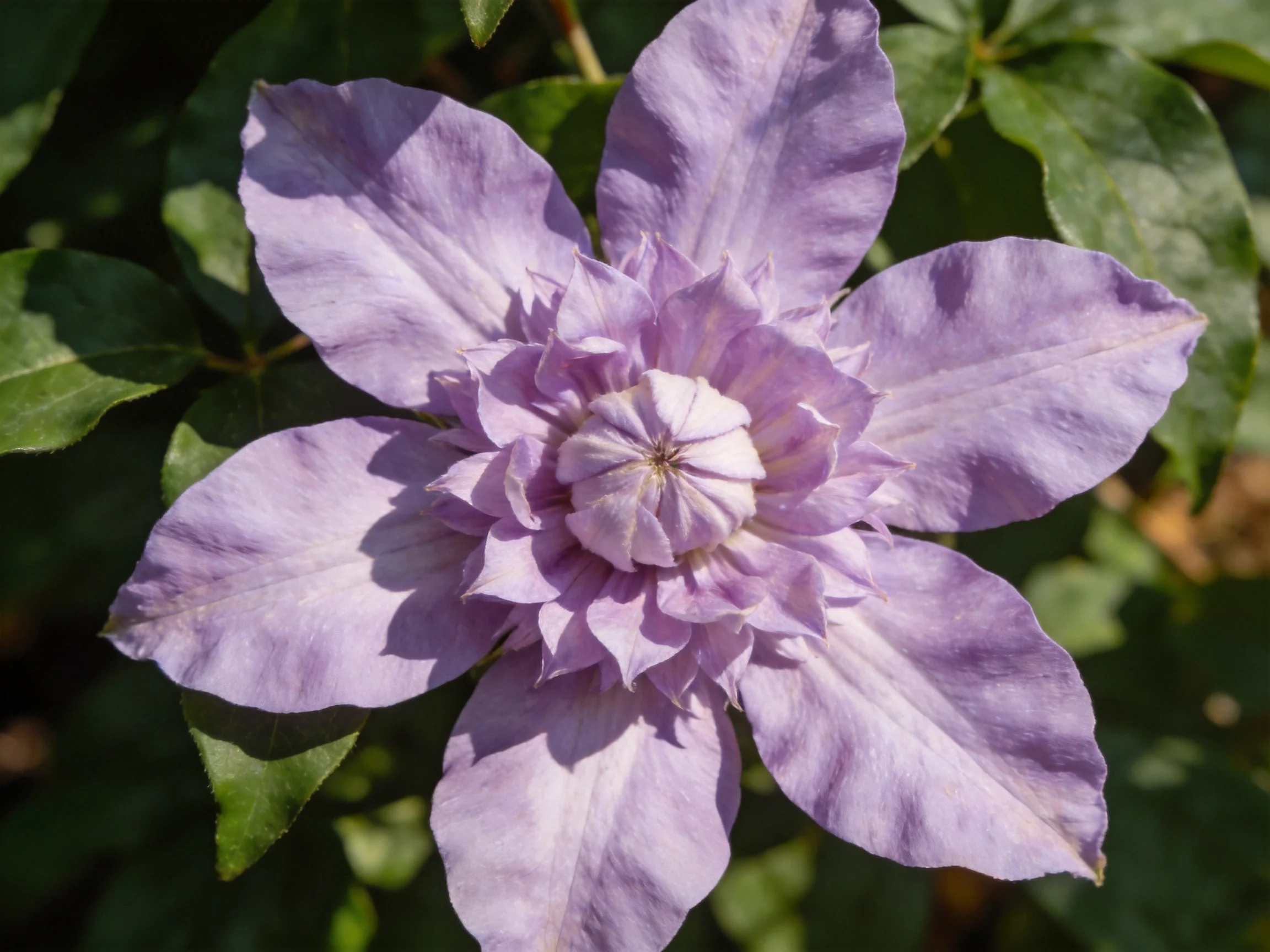 A vibrant lavender clematis flower with layered petals