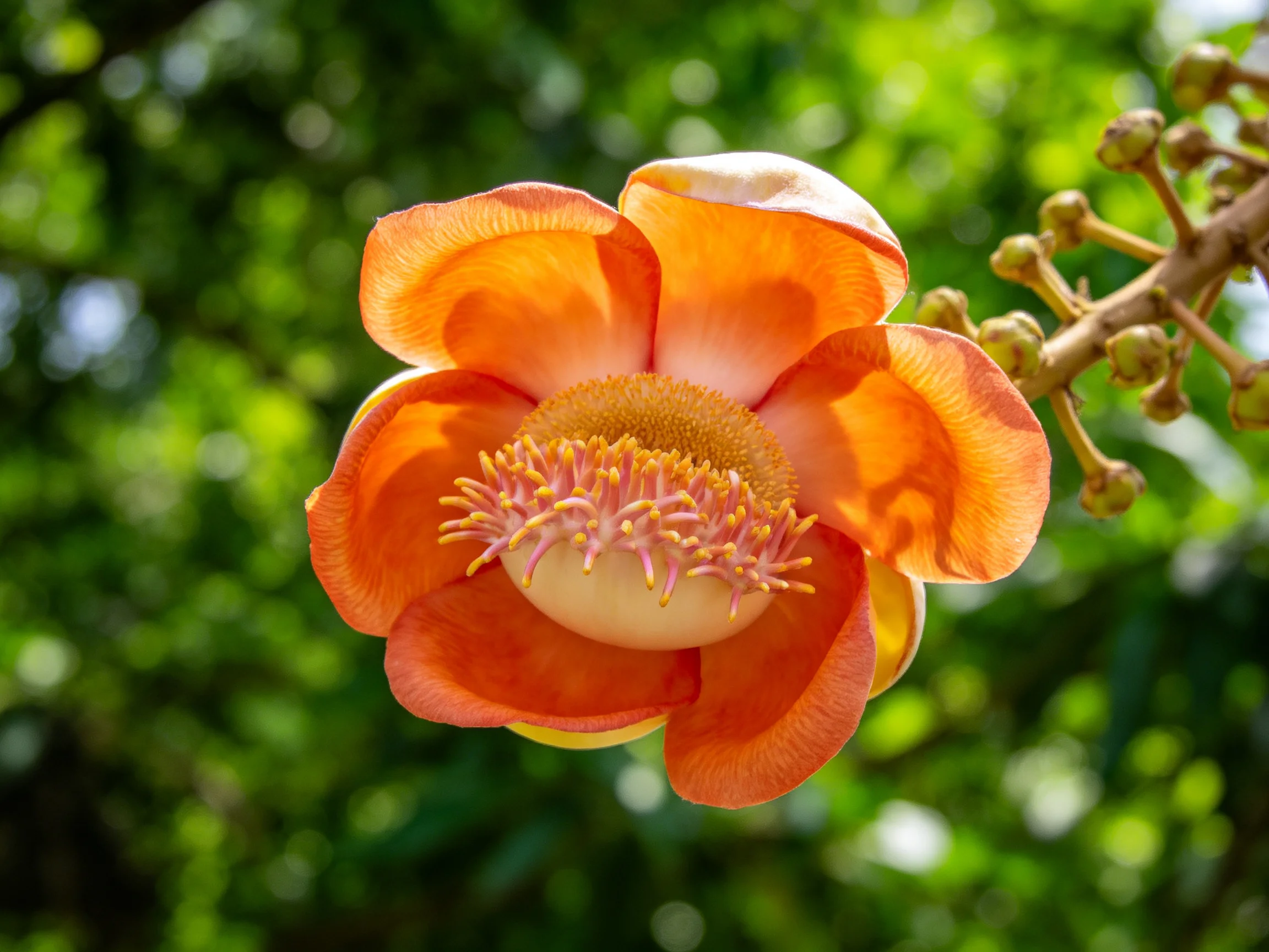 A vibrant orange blossom with yellow center amid green foliage