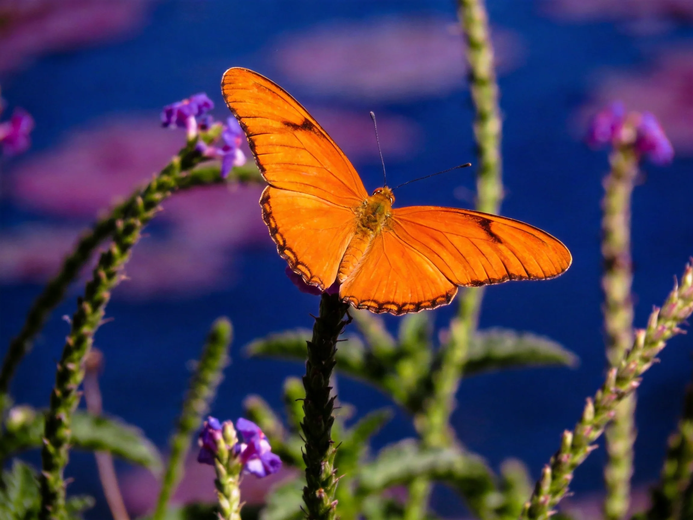 A vibrant orange butterfly rests on purple flowers with green stems