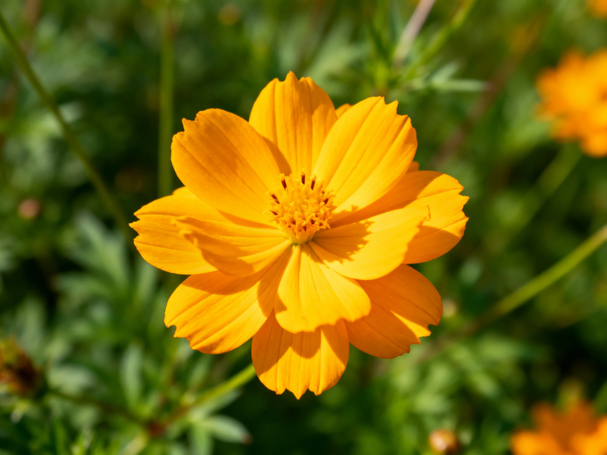 A vibrant orange cosmos flower blooms amidst lush greenery
