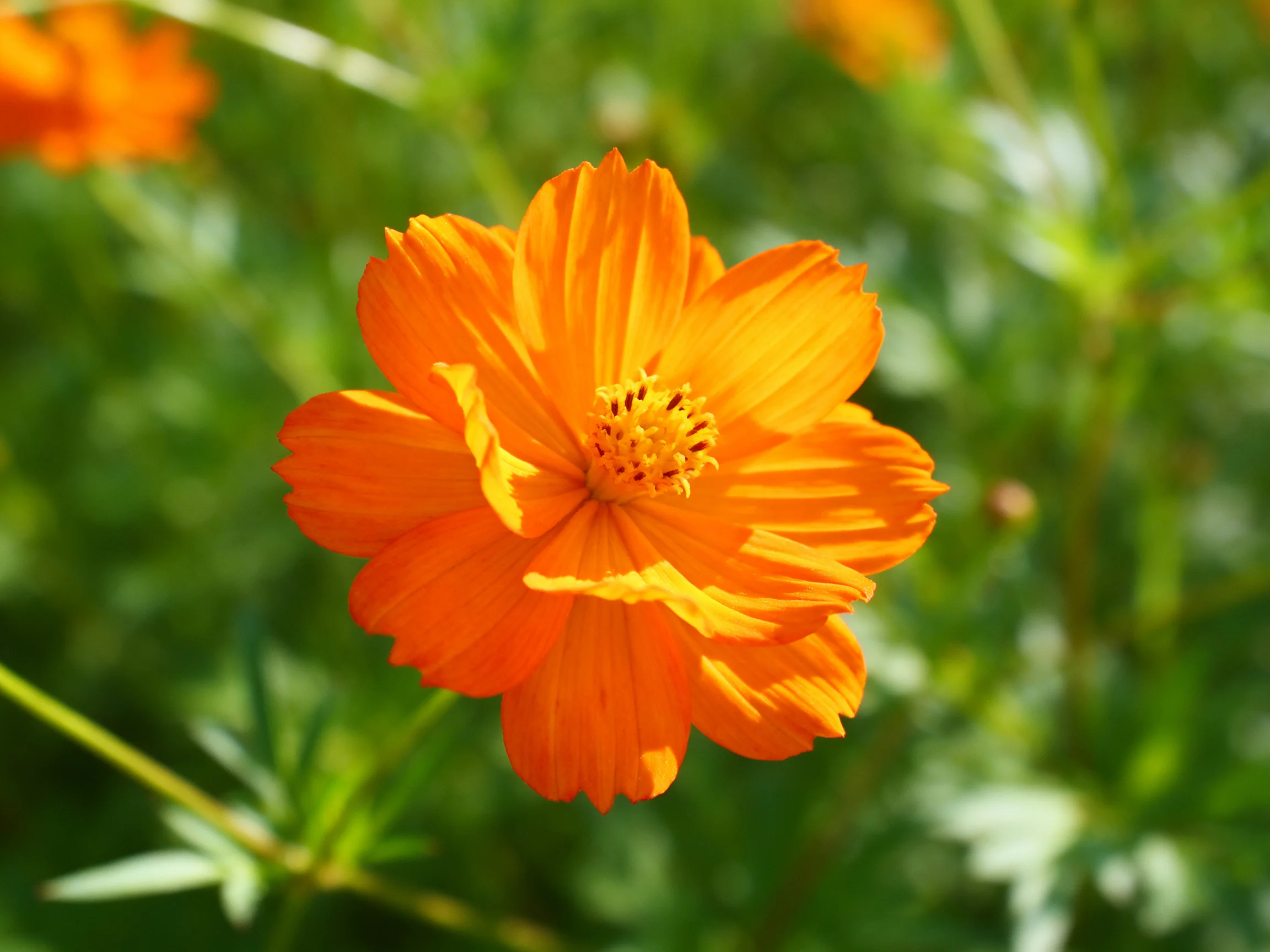 A vibrant orange cosmos flower in a lush green meadow