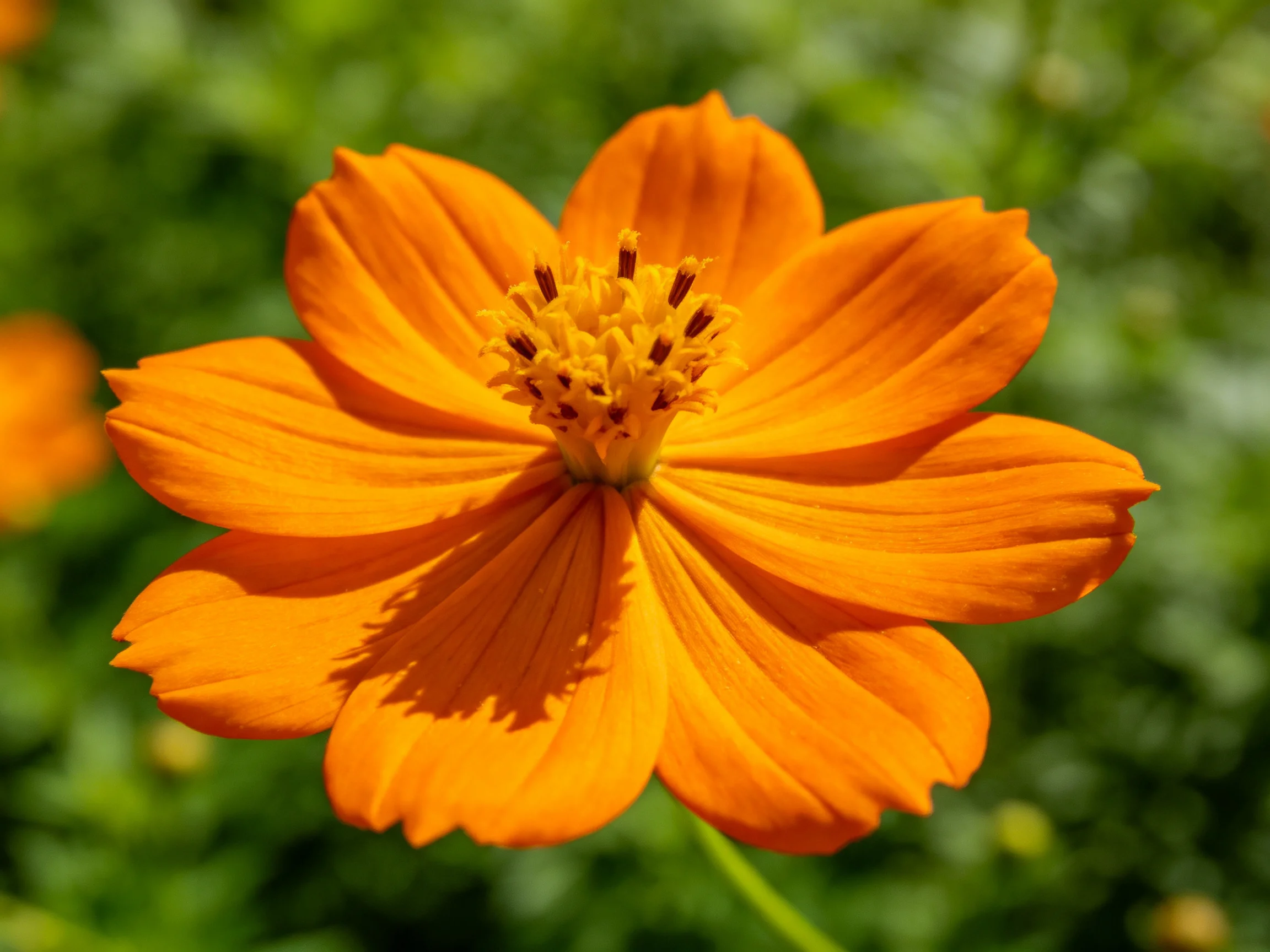 A vibrant orange cosmos flower in sharp focus