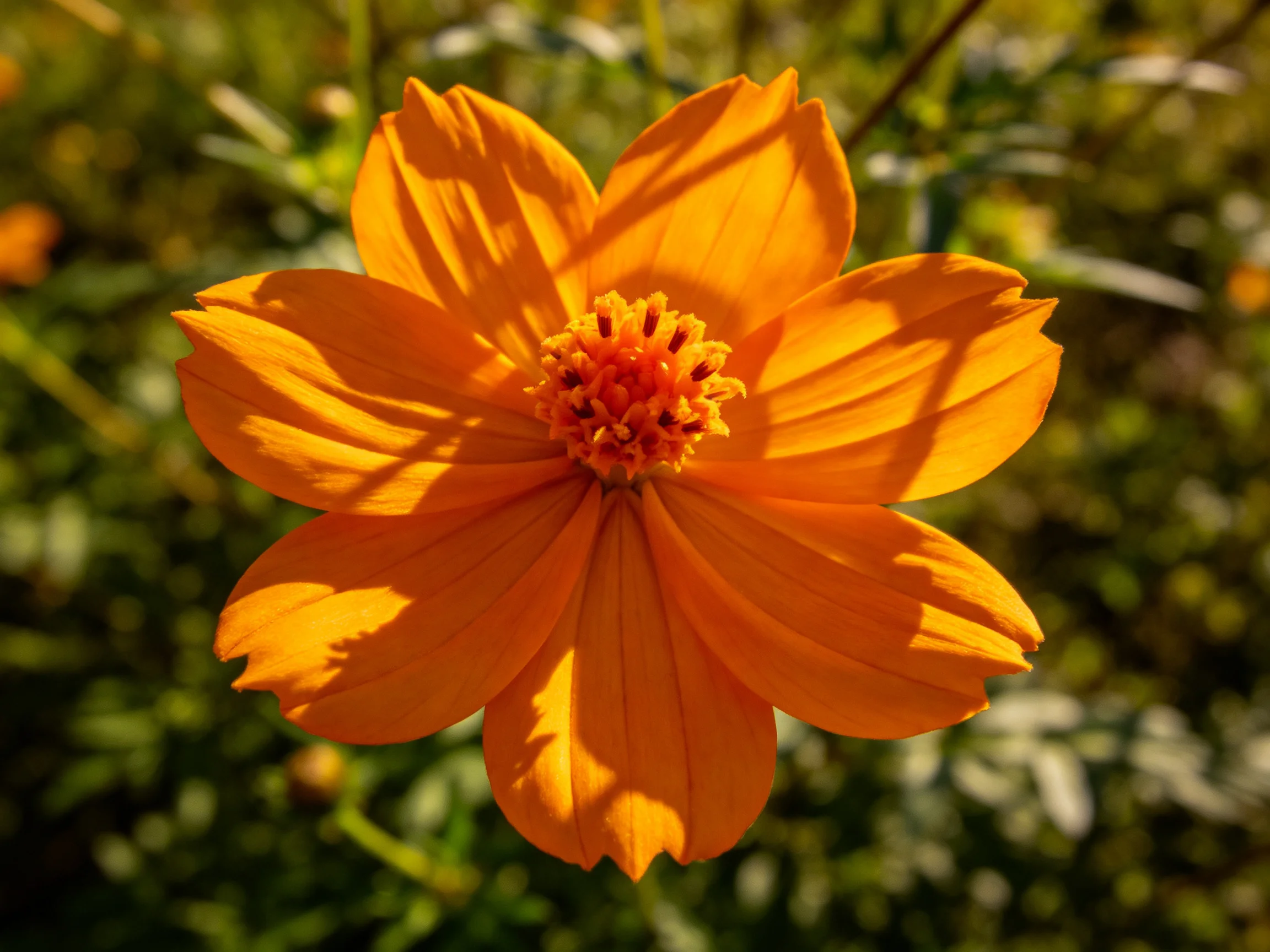 A vibrant orange cosmos flower with layered petals and a textured center