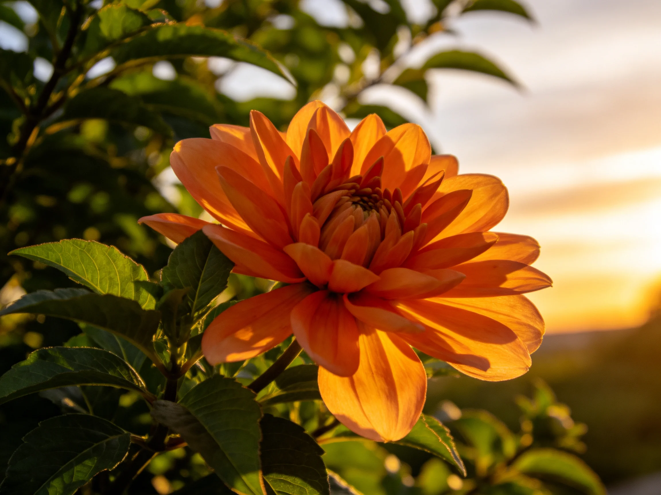 A vibrant orange dahlia blooms amid lush green foliage under golden sunset light