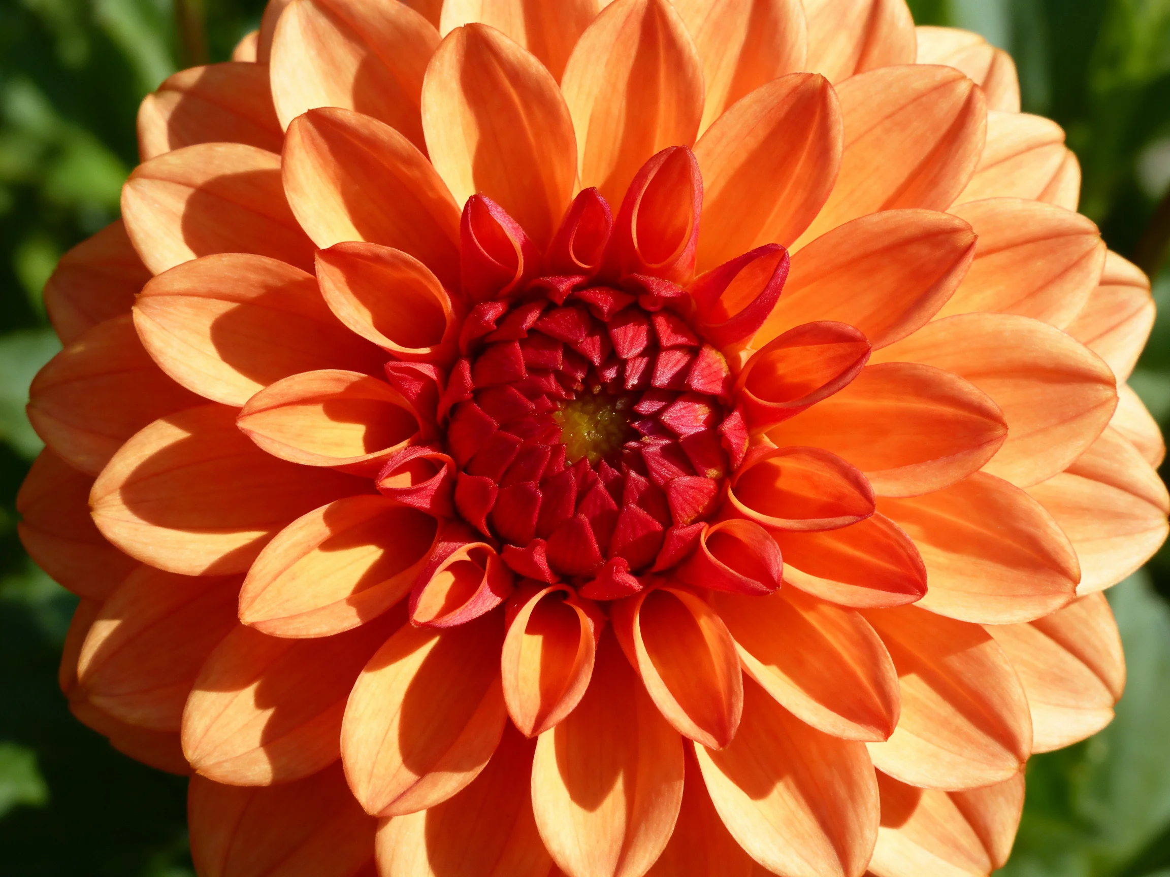 A vibrant orange dahlia with a deep red central core