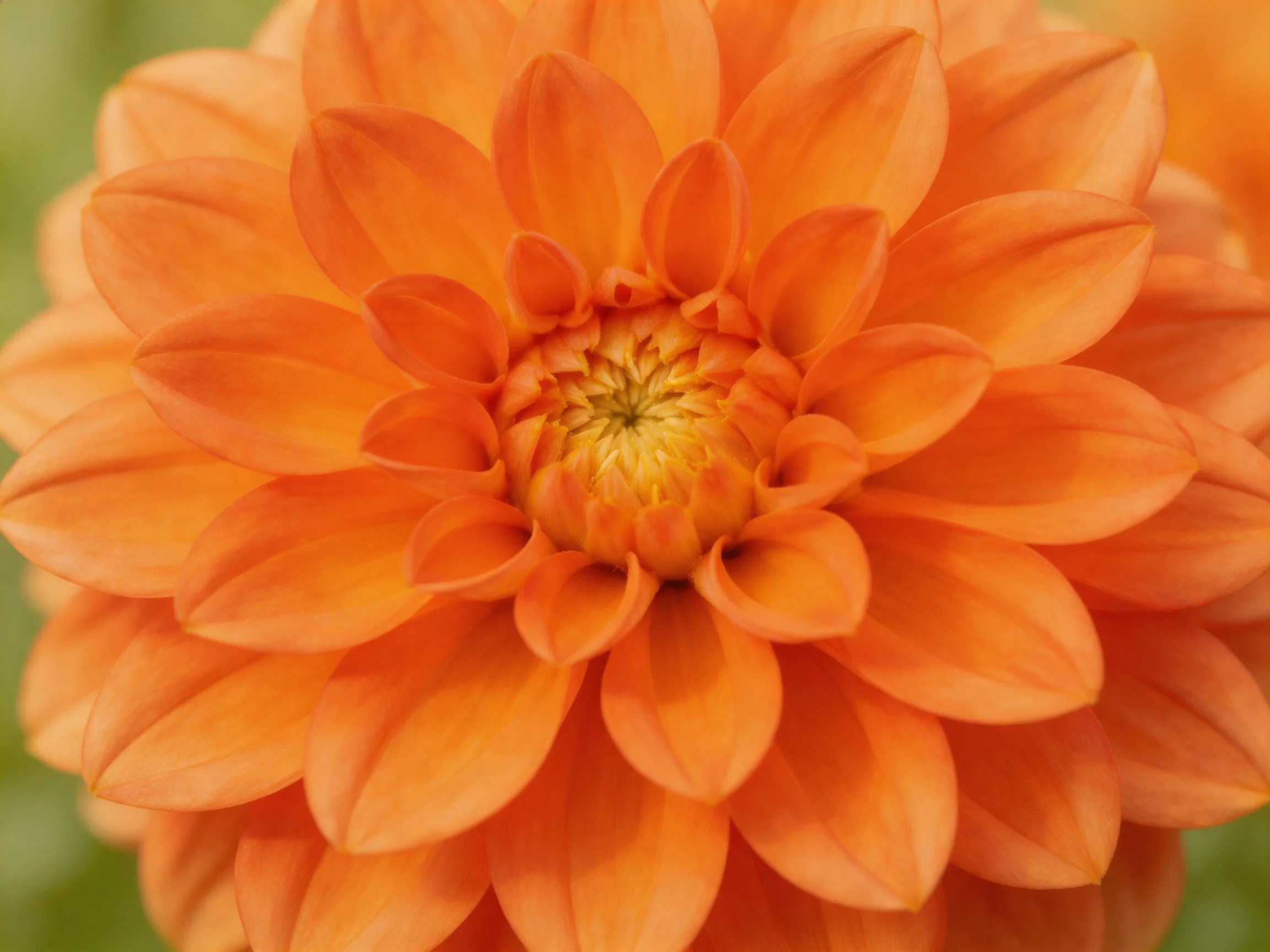 A vibrant orange dahlia with layered petals