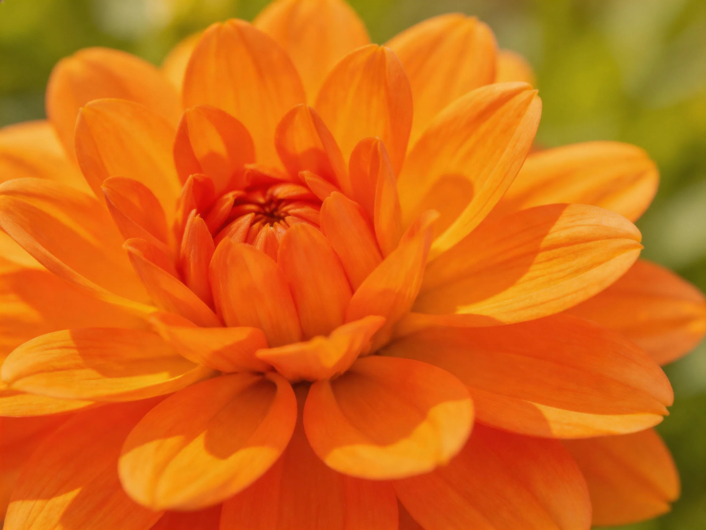A vibrant orange dahlia with layered petals in soft natural light