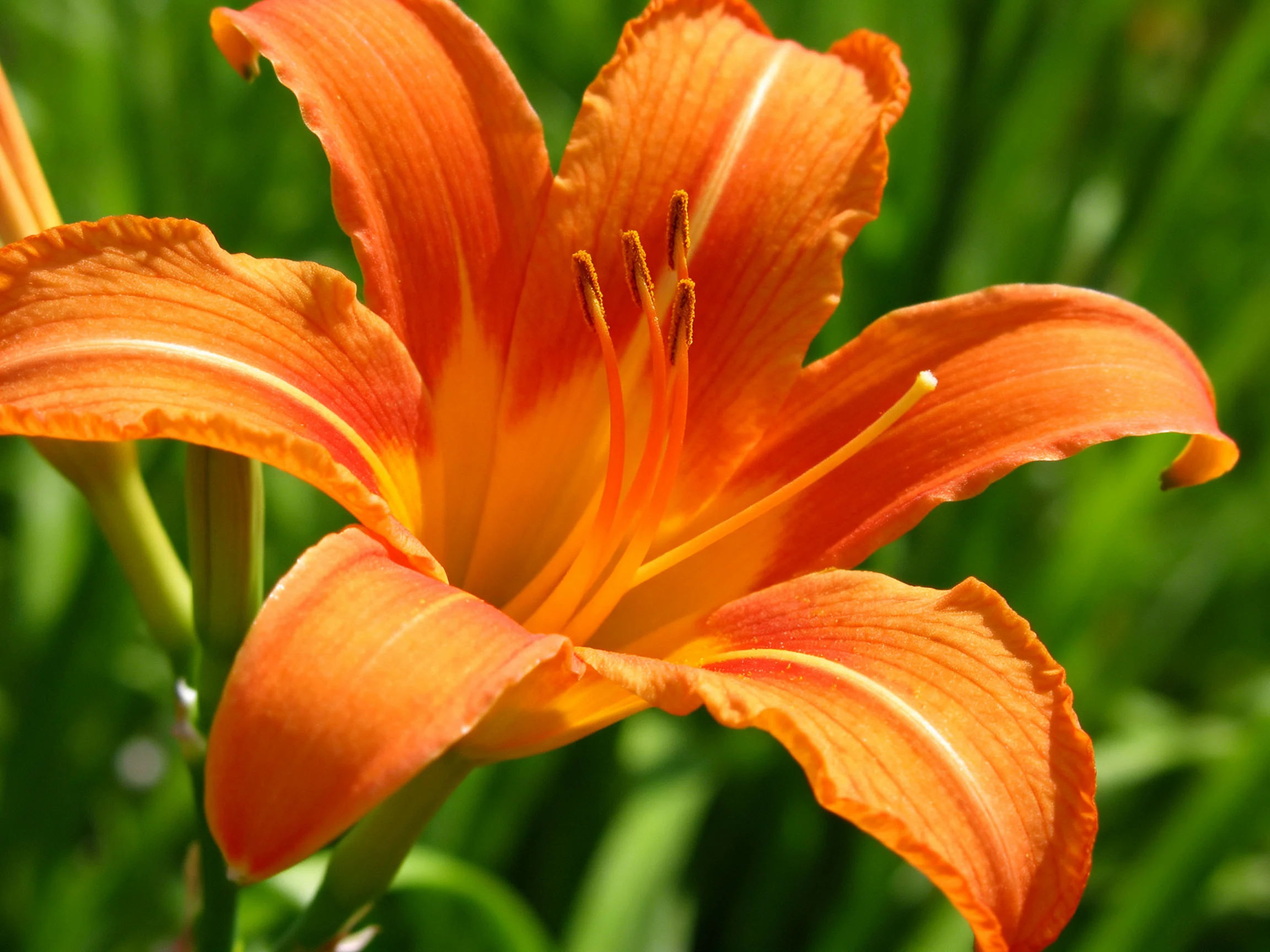 A vibrant orange daylily blooms against lush green foliage