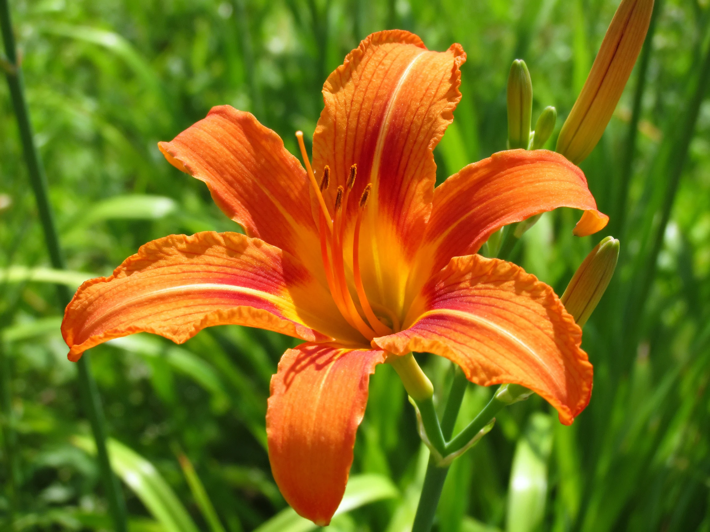 A vibrant orange daylily blooms amid lush green foliage