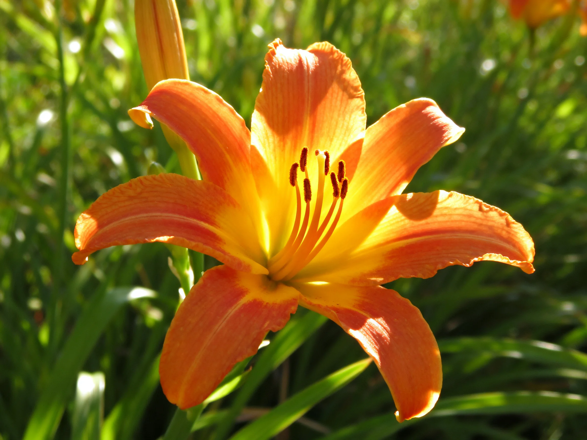 A vibrant orange daylily blooms amidst lush green foliage