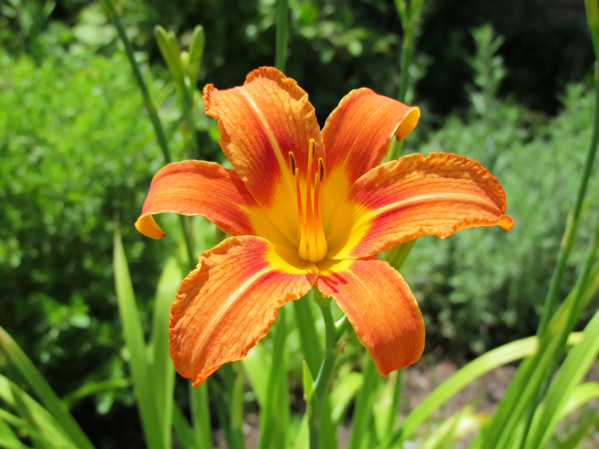 A vibrant orange daylily with a bright yellow center amid lush greenery