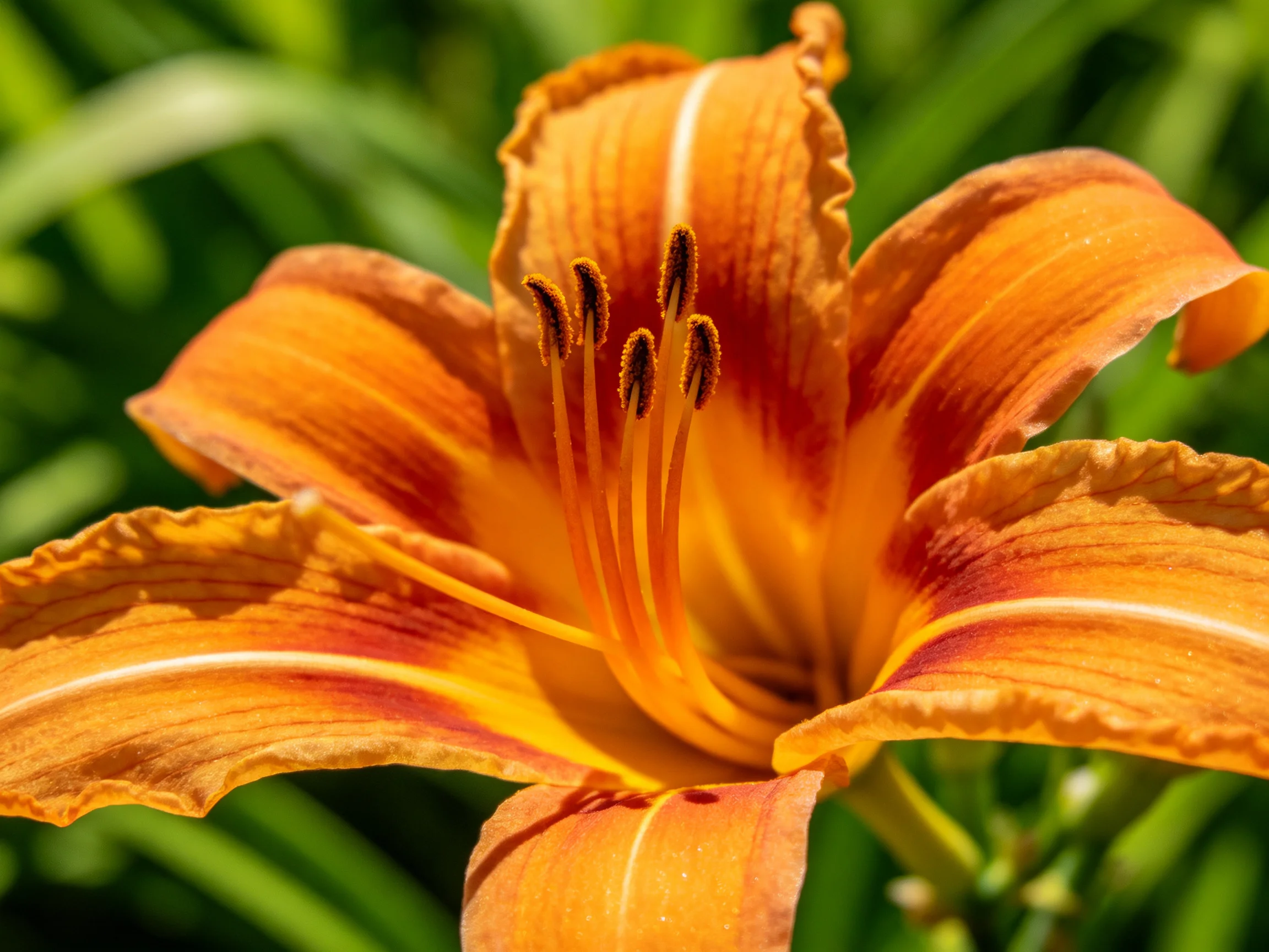 A vibrant orange daylily with ruffled petals and golden stamens