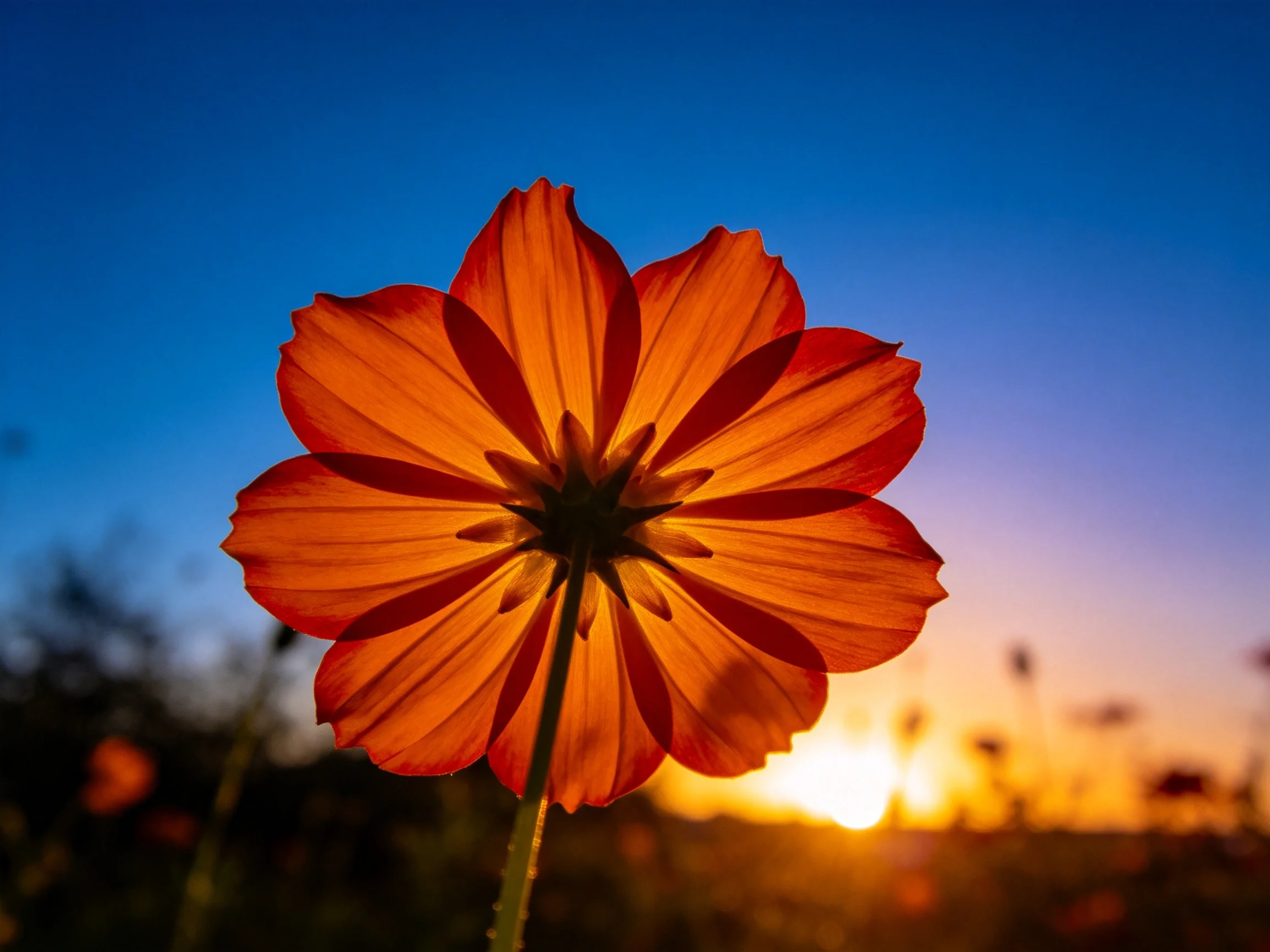 A vibrant orange flower backlit by a golden sunset over a clear blue sky