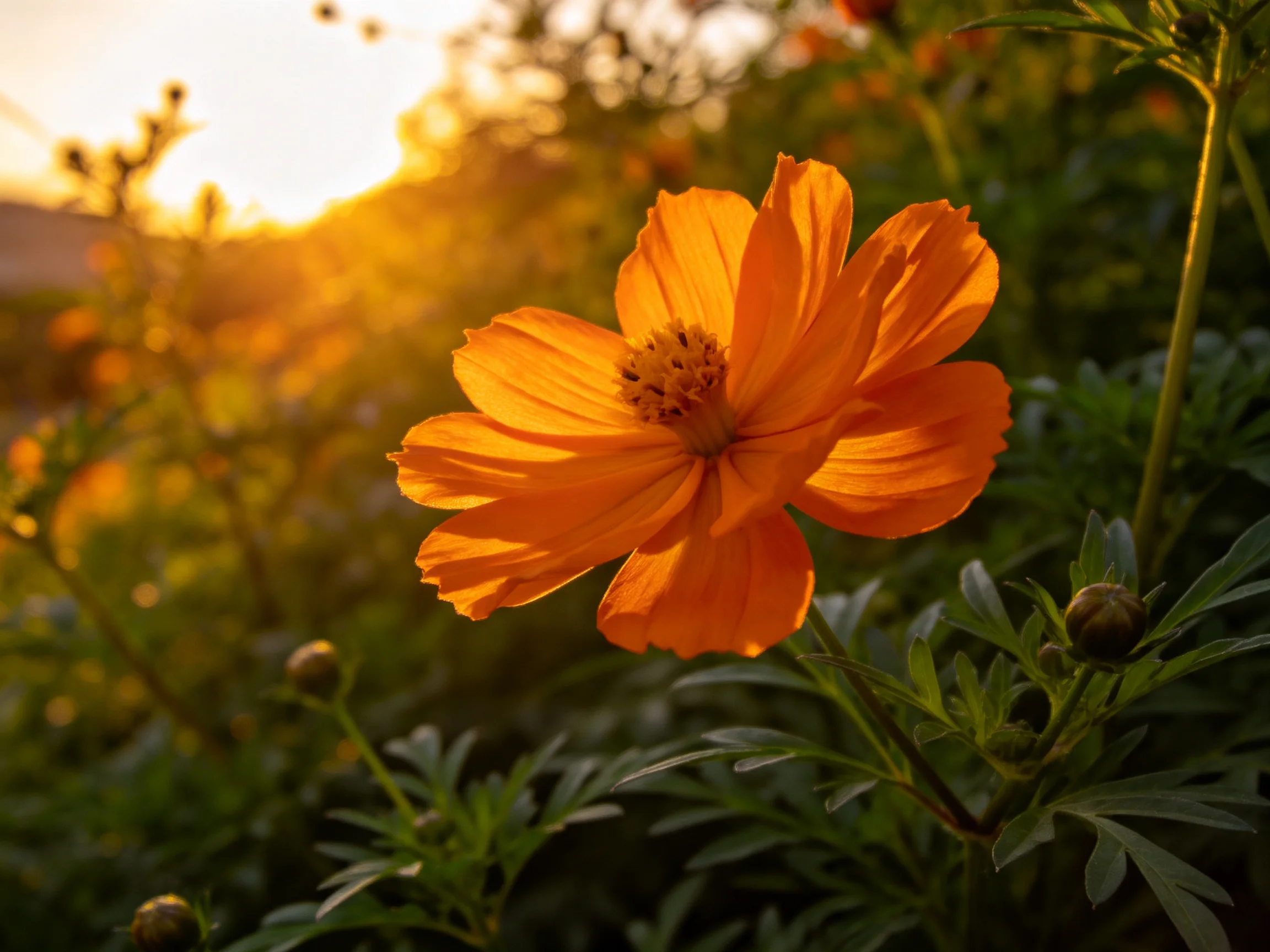 A vibrant orange flower illuminated by golden sunset light