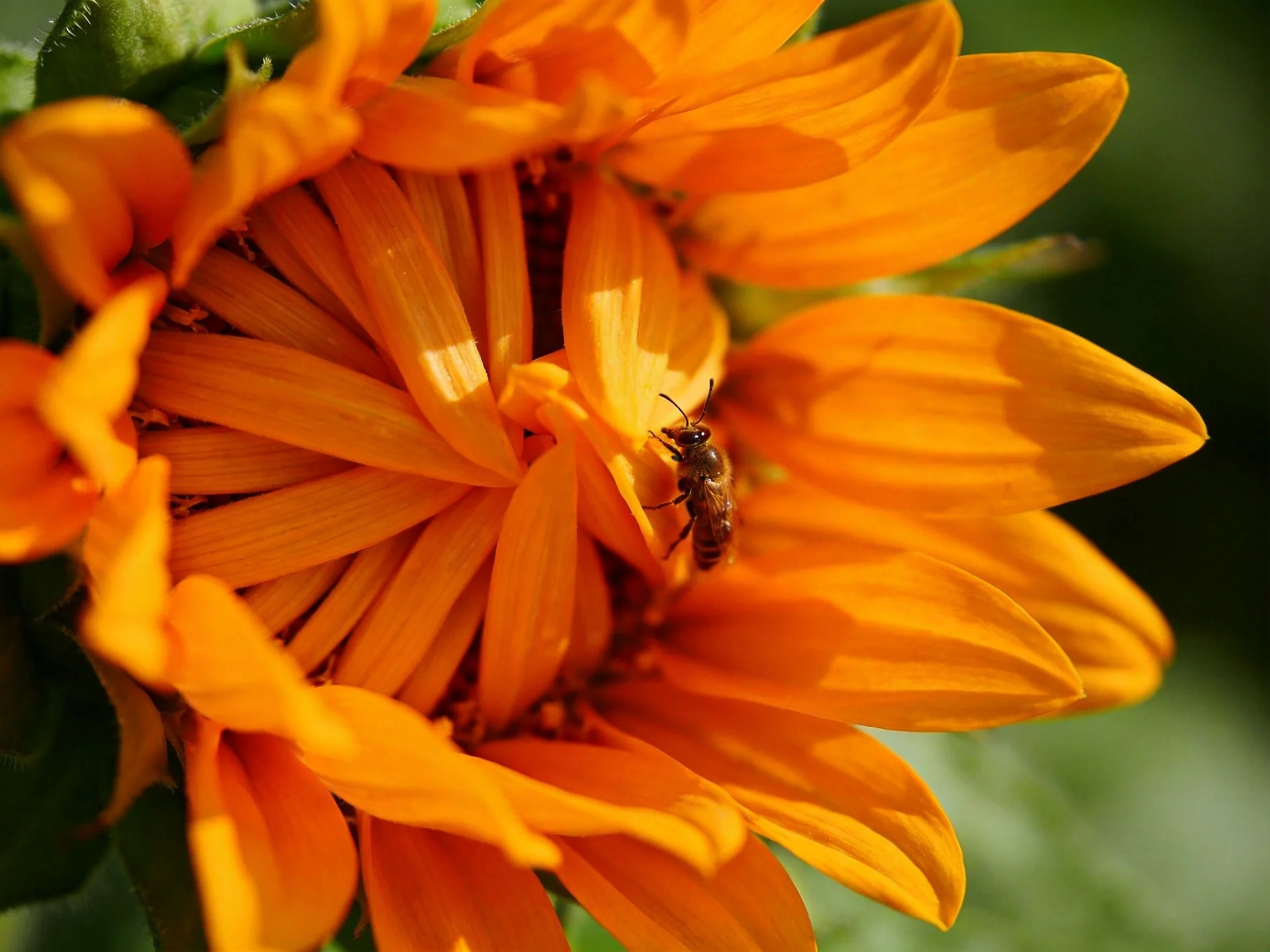A vibrant orange flower with a bee nestled among petals