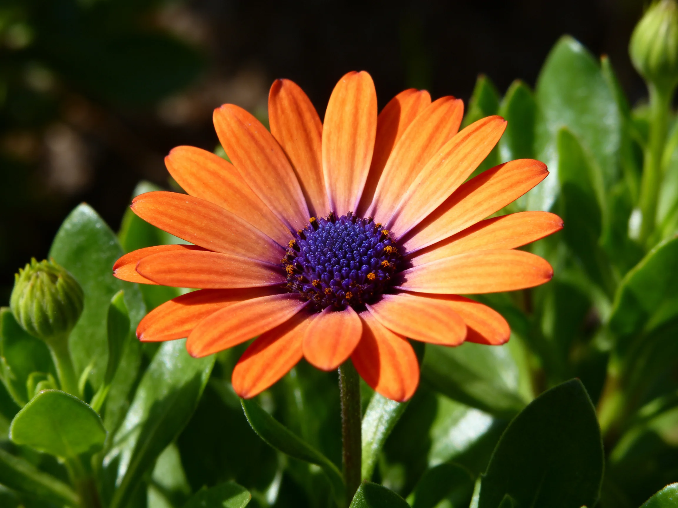 A vibrant orange flower with a deep purple center amid lush green foliage