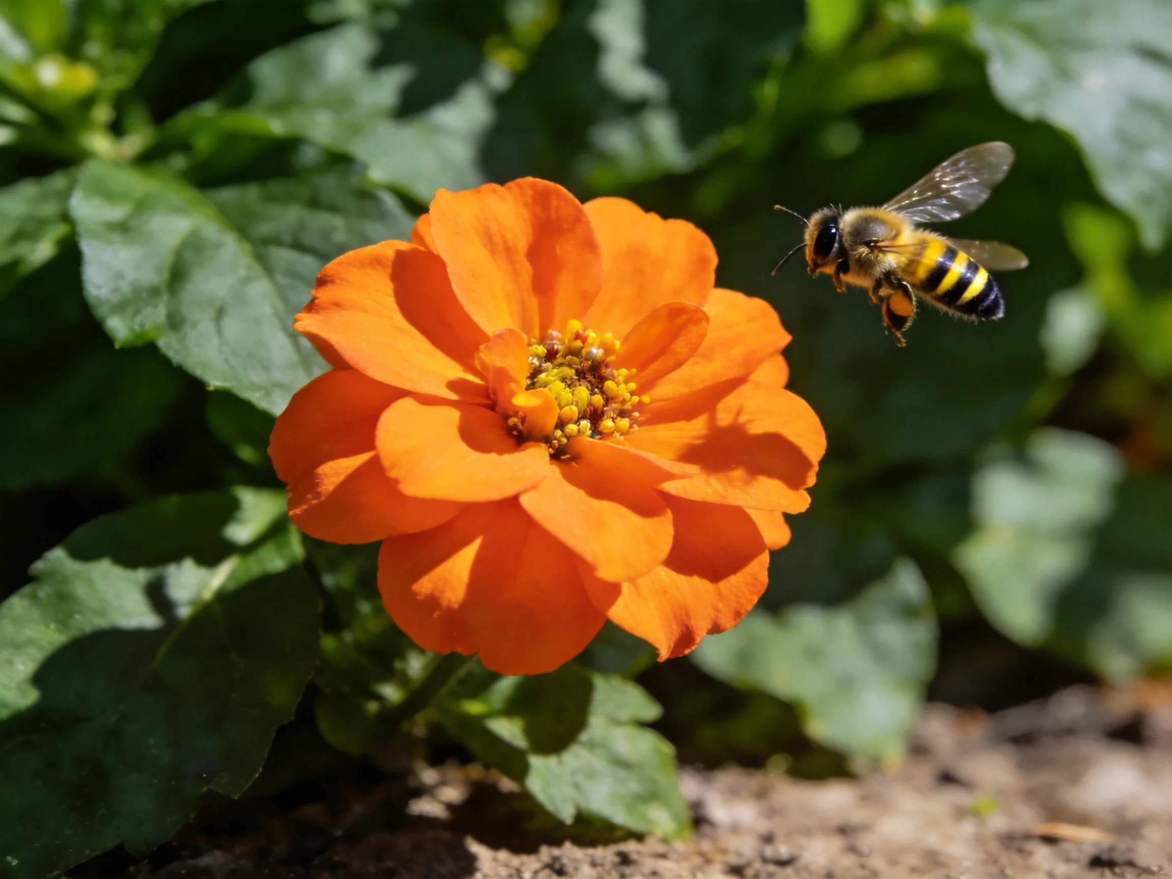 A vibrant orange flower with a striped bee hovering nearby