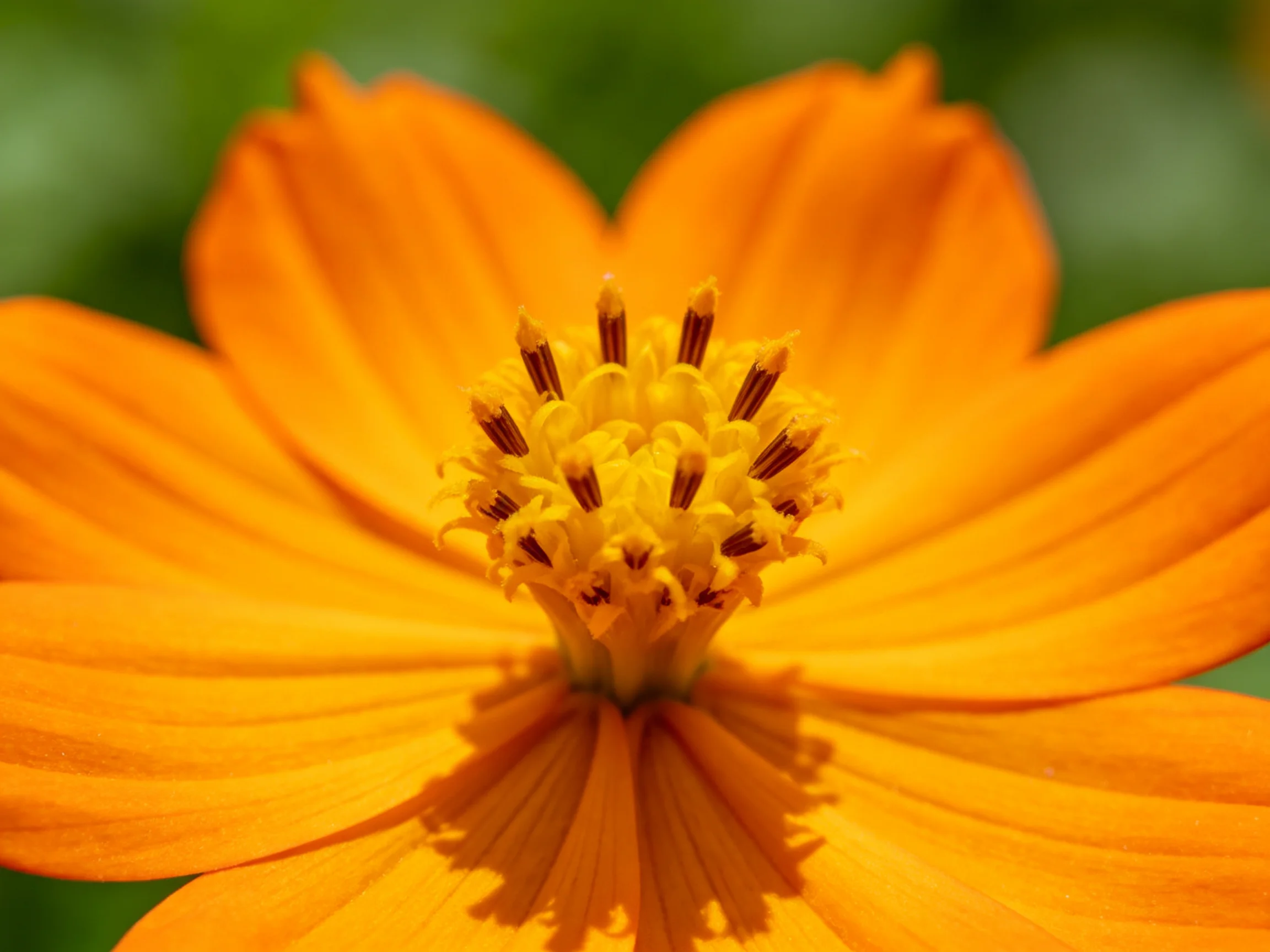 A vibrant orange flower with a yellow central cluster