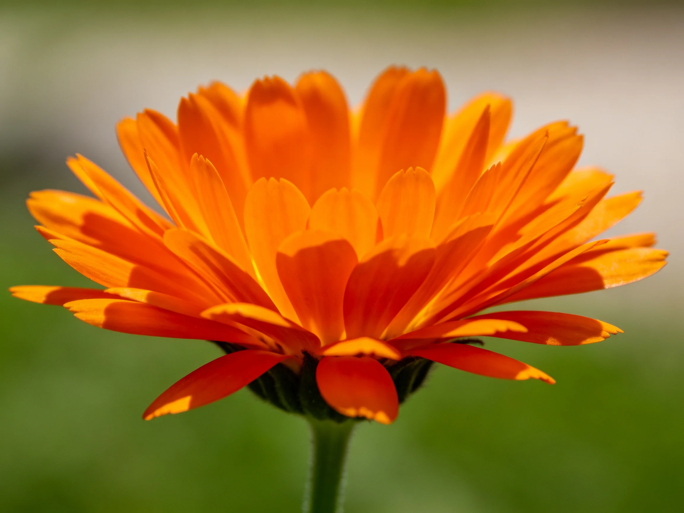 A vibrant orange flower with layered petals against a blurred green backdrop