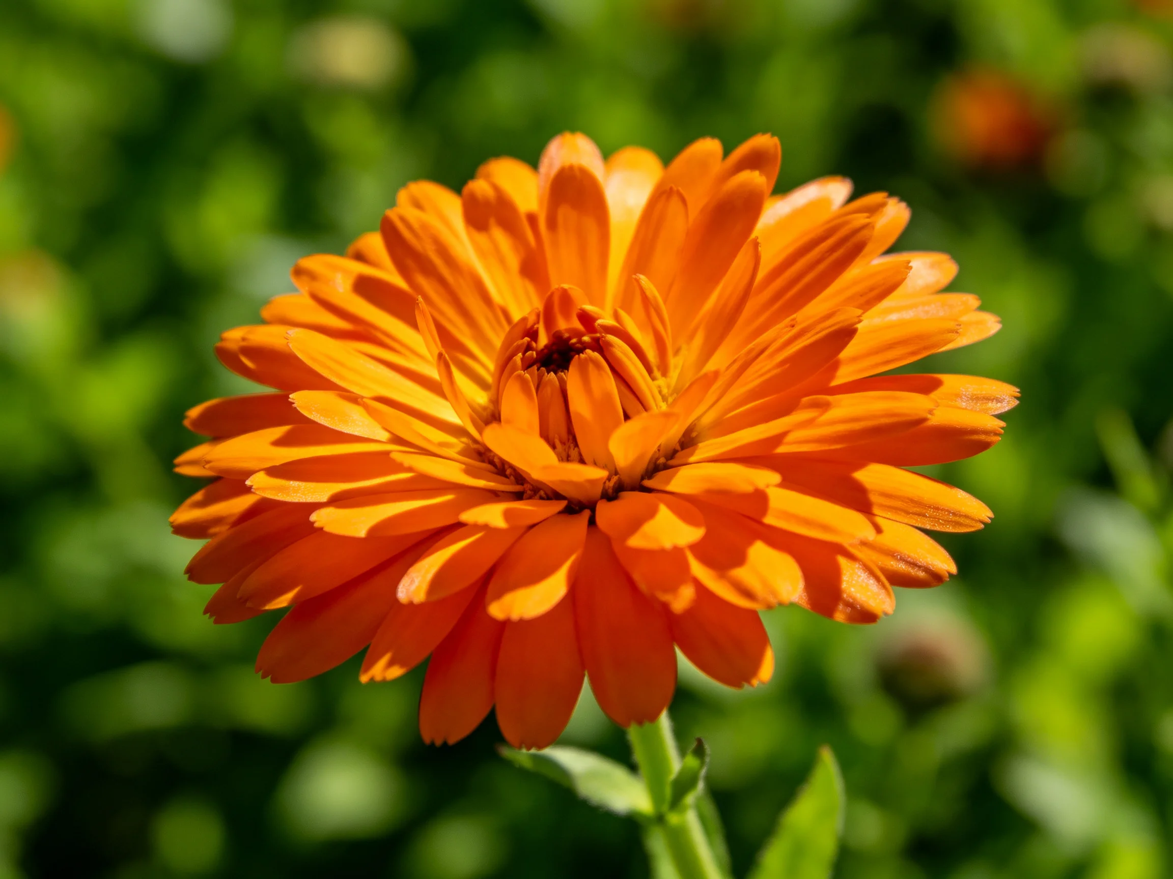 A vibrant orange flower with layered petals against a lush green backdrop