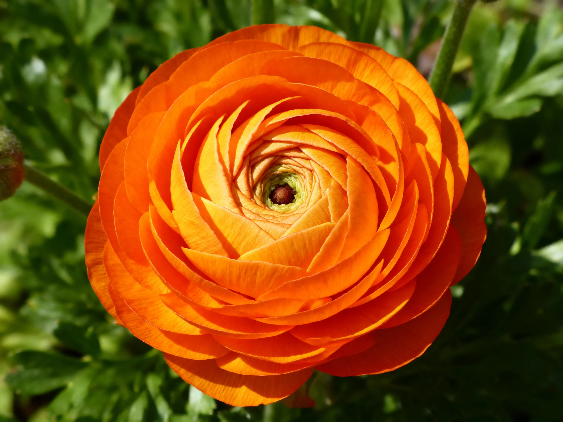 A vibrant orange flower with layered petals against lush greenery